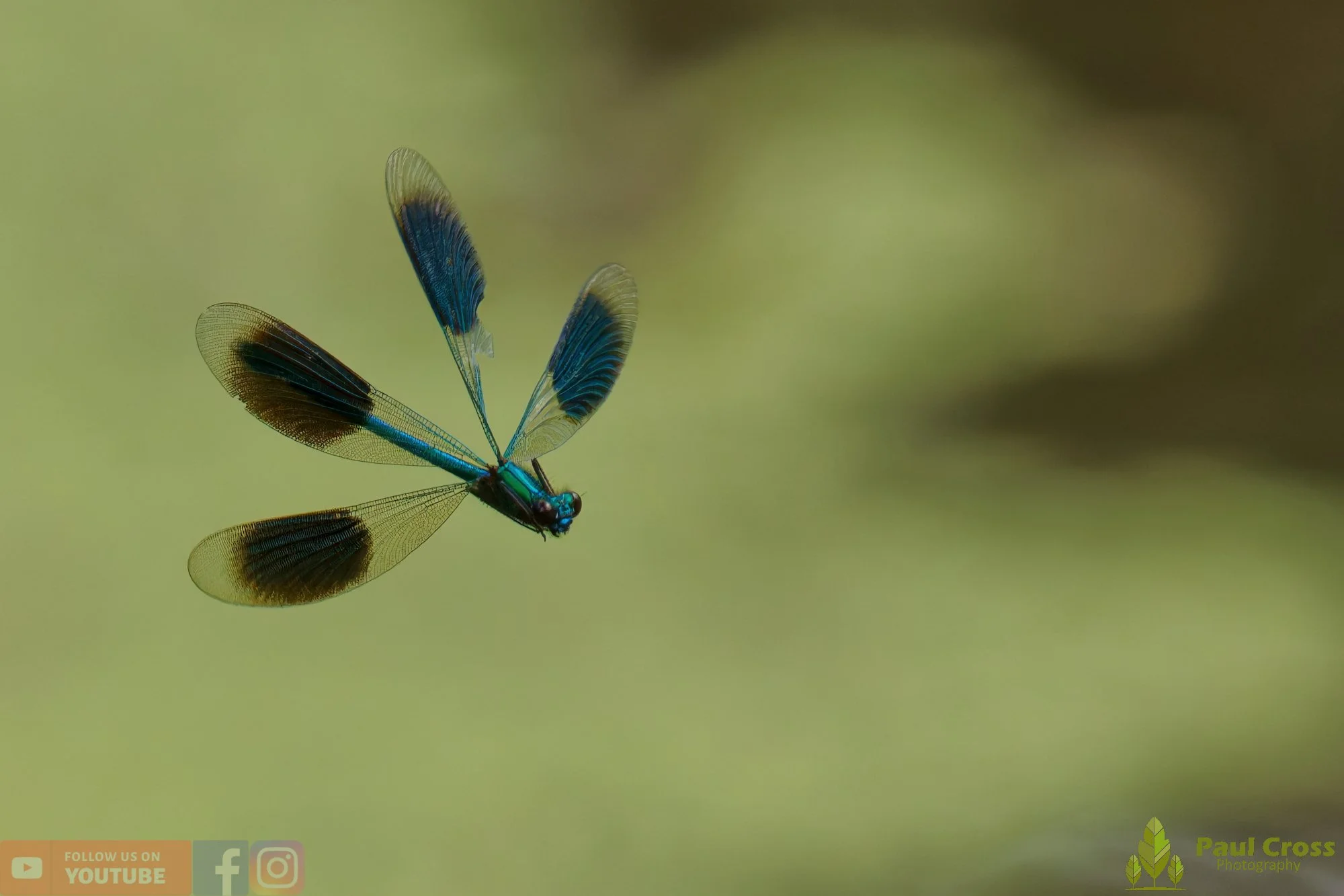 Banded Demoiselle-00026.jpg