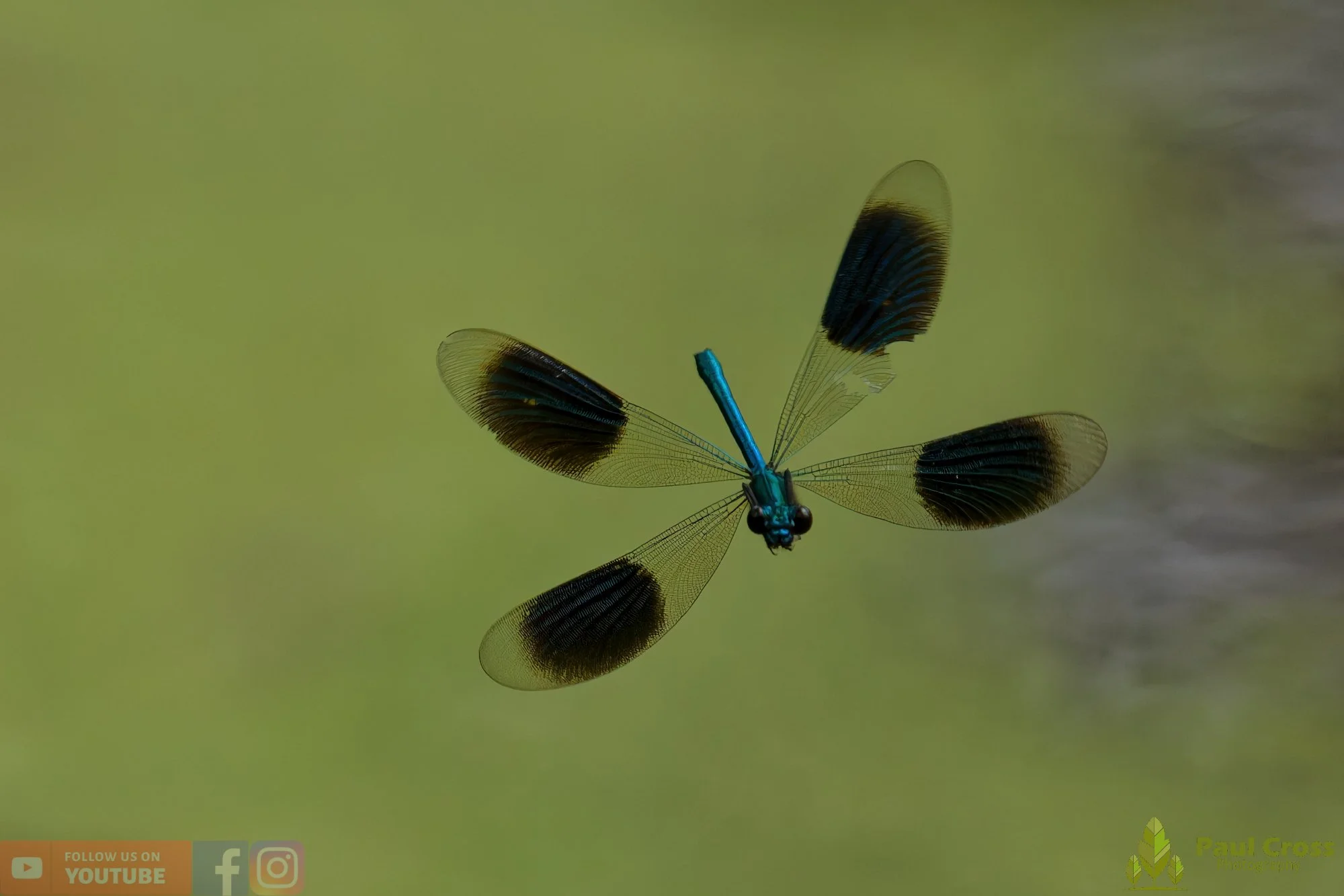 Banded Demoiselle-00027.jpg