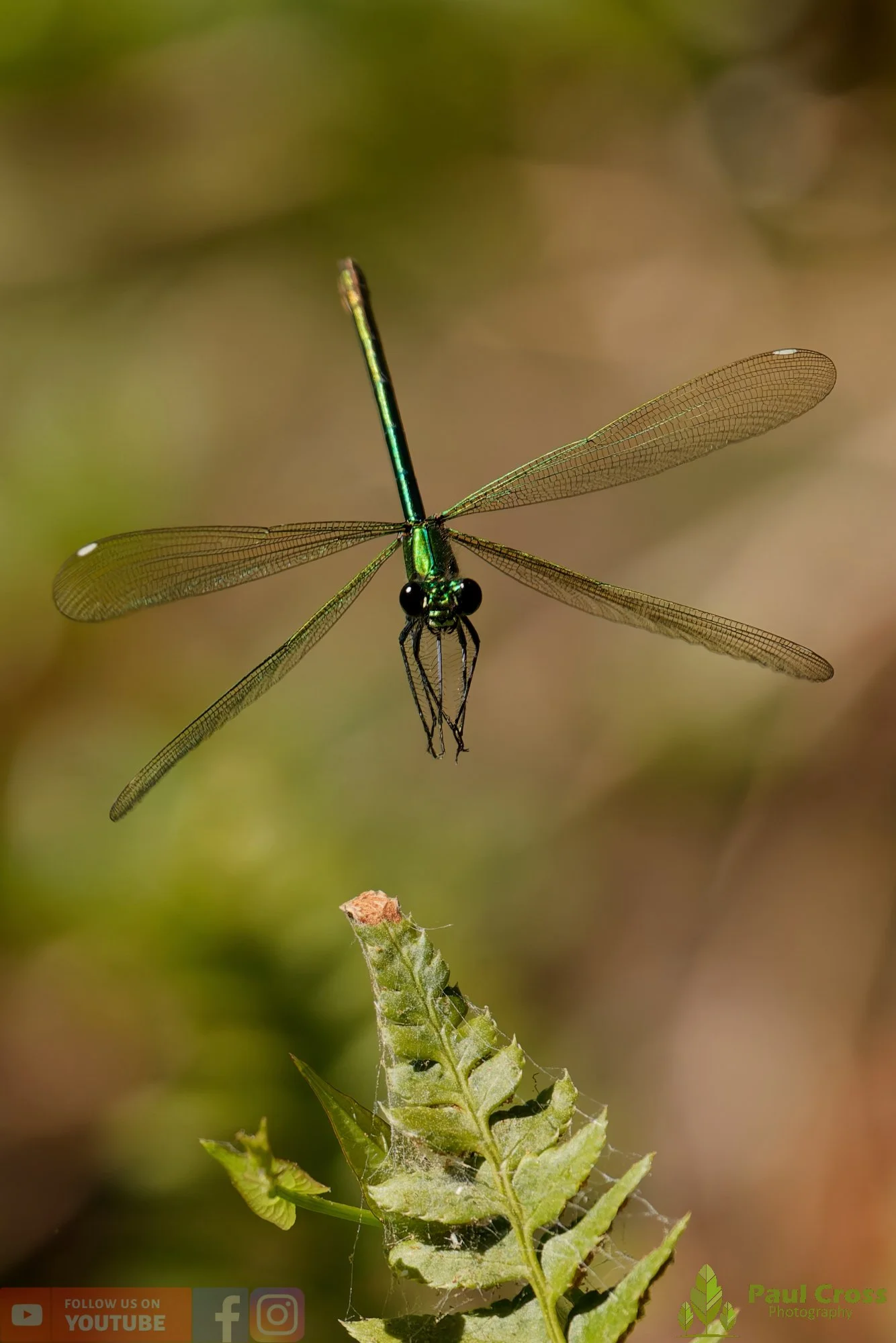 Banded Demoiselle-00029.jpg