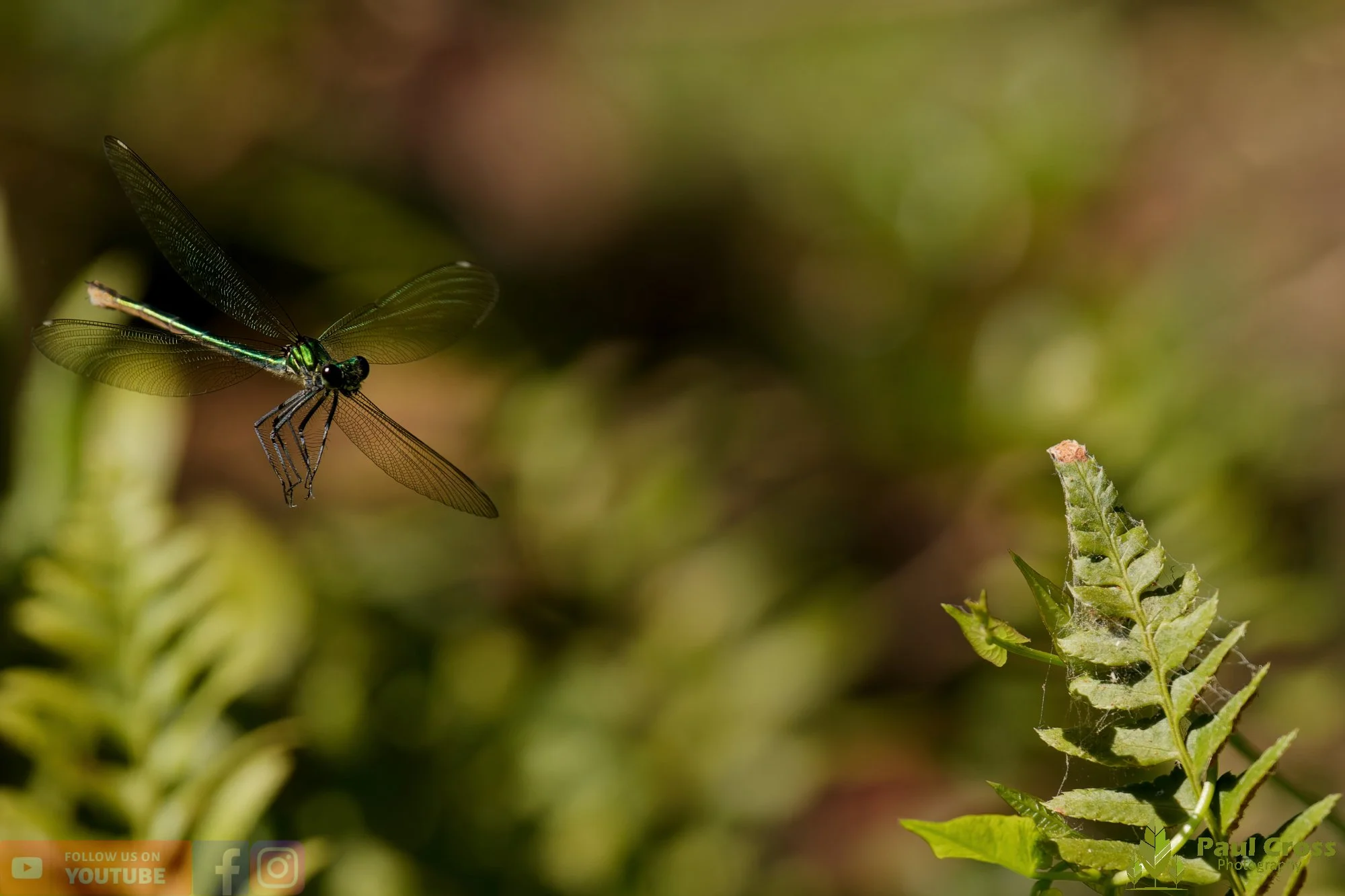 Banded Demoiselle-00030.jpg