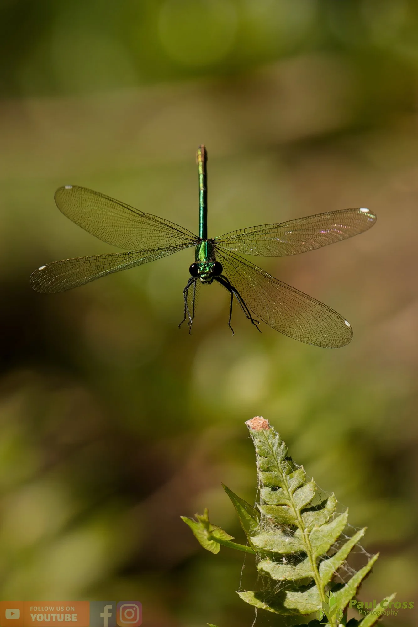 Banded Demoiselle-00031.jpg