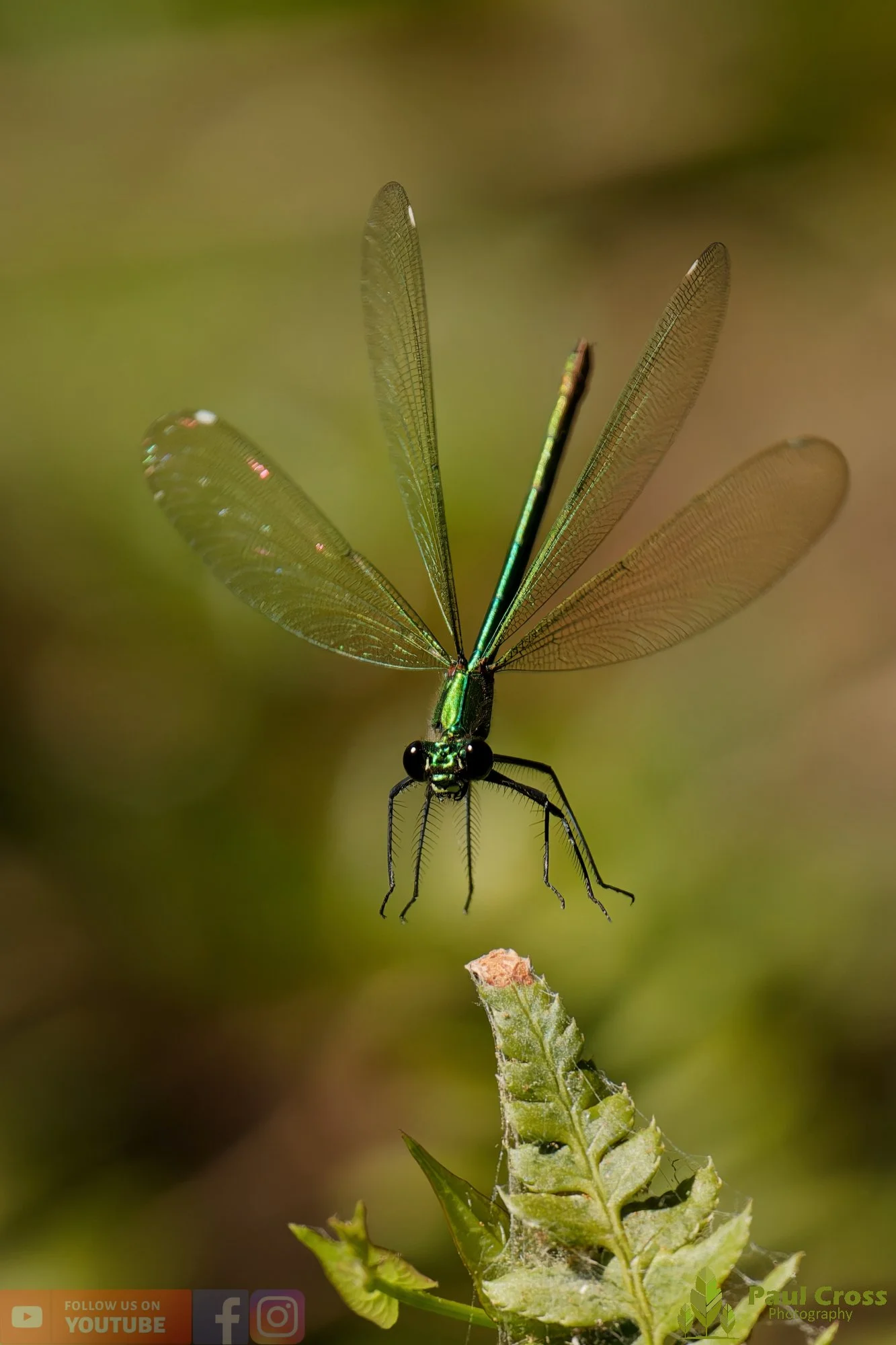 Banded Demoiselle-00032.jpg
