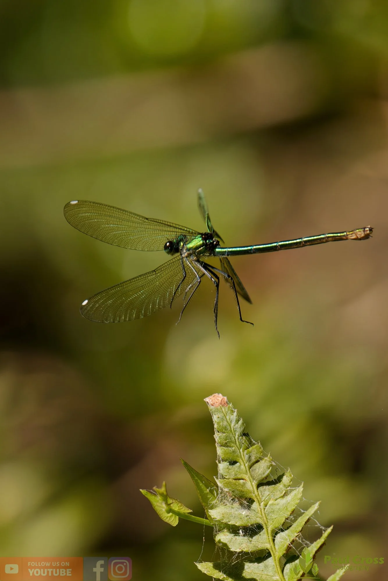 Banded Demoiselle-00033.jpg