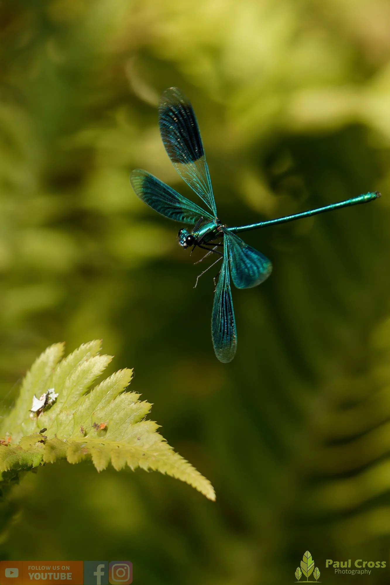 Banded Demoiselle-00036.jpg
