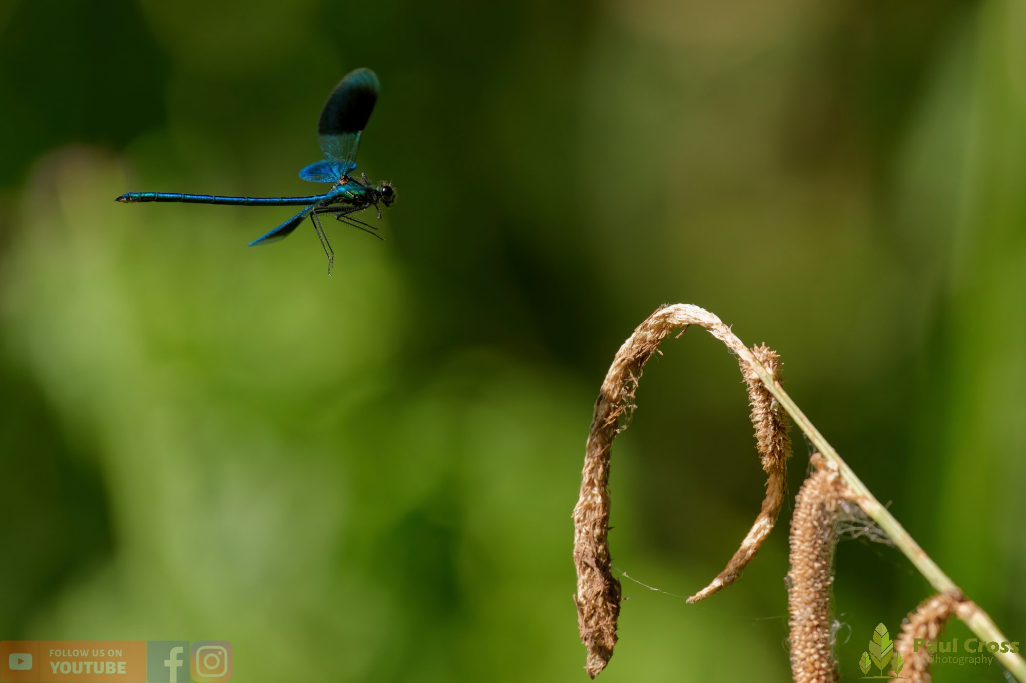 Banded Demoiselle-00038.jpg
