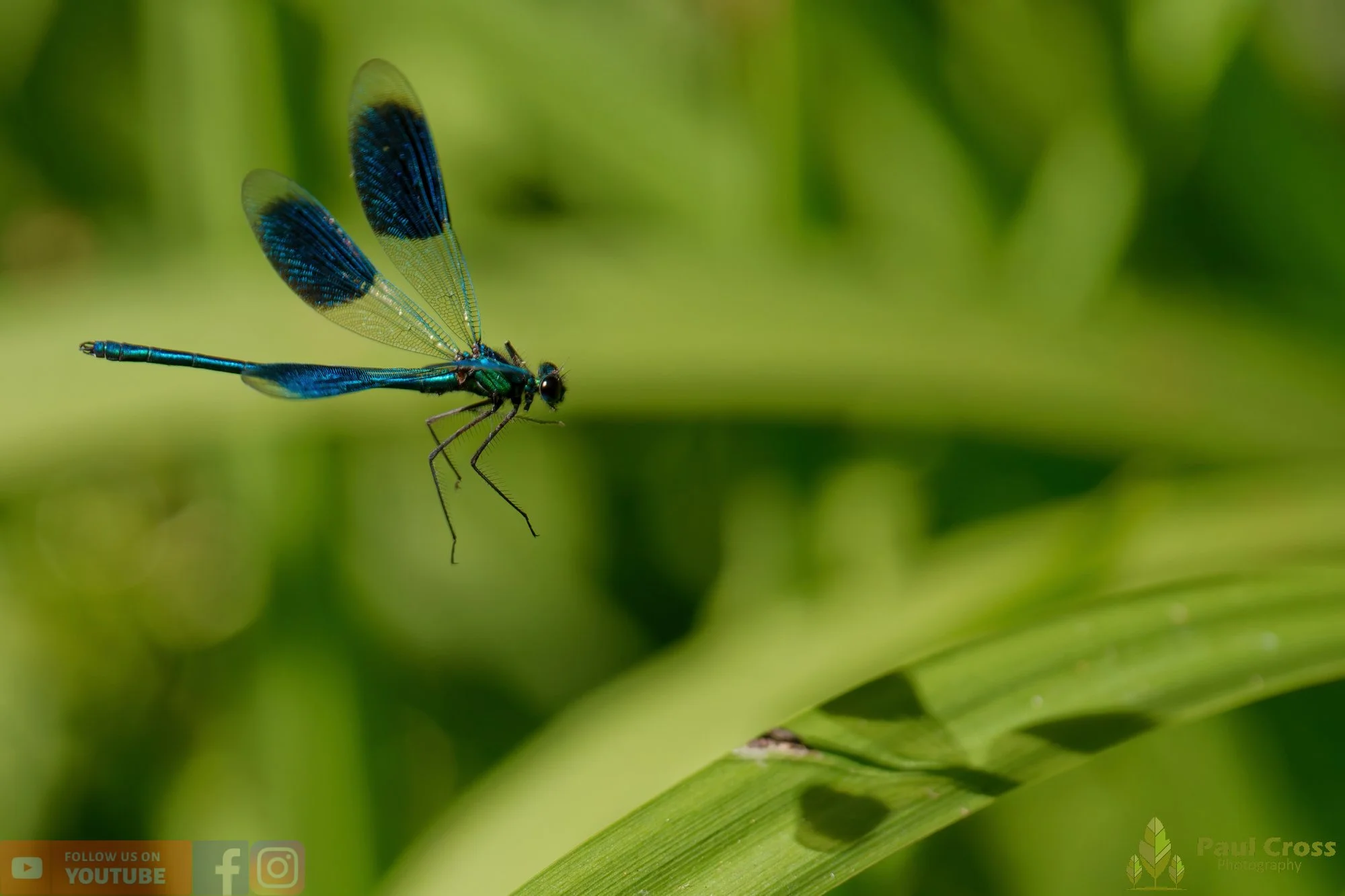 Banded Demoiselle-00039.jpg