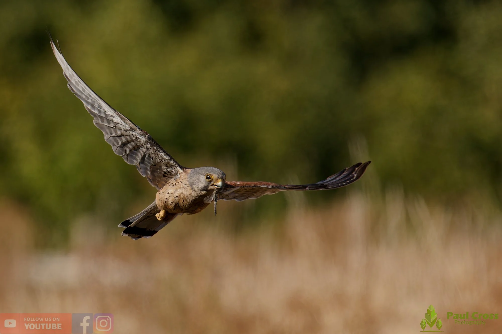 Kestrel-00165.jpg