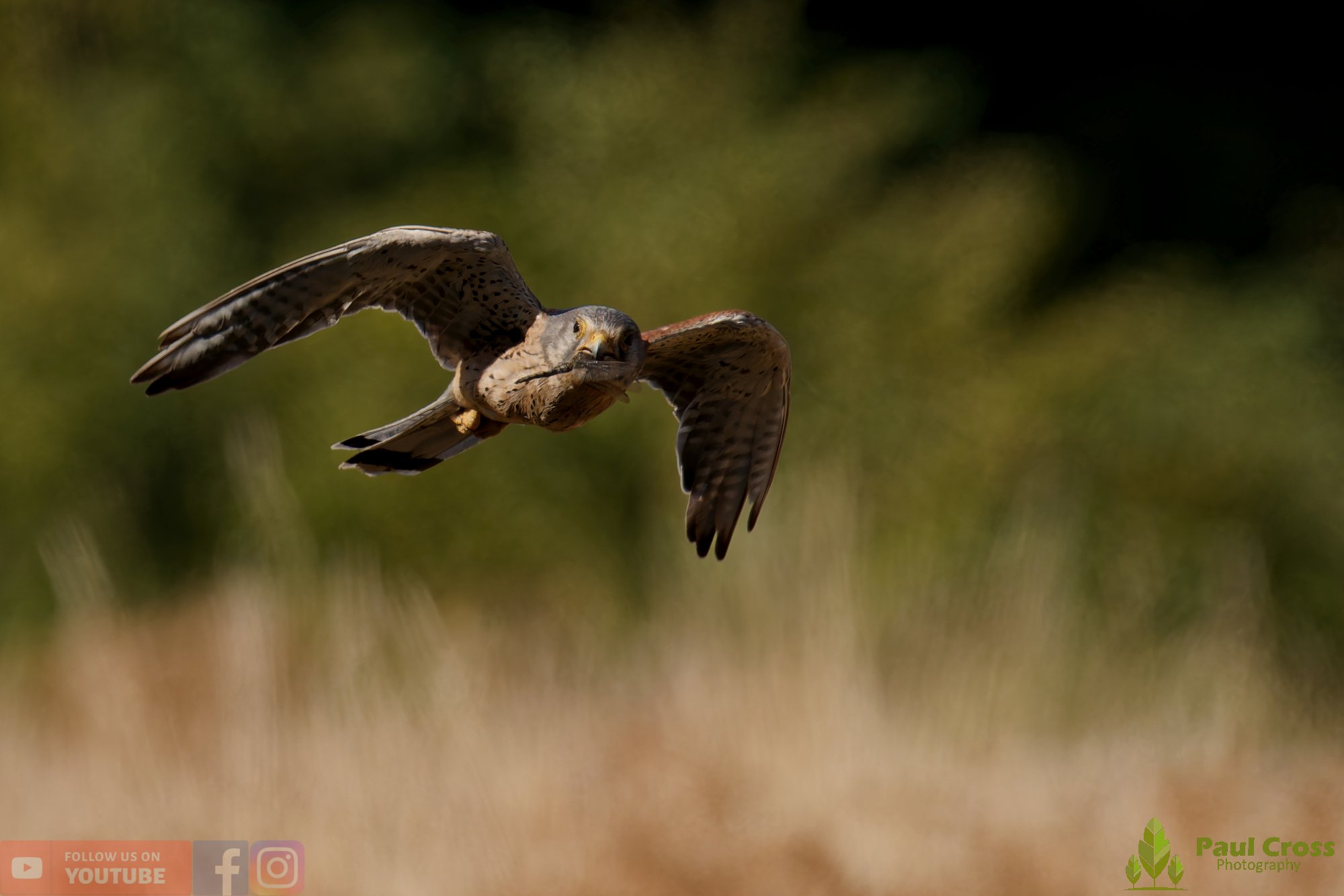 Kestrel-00166.jpg