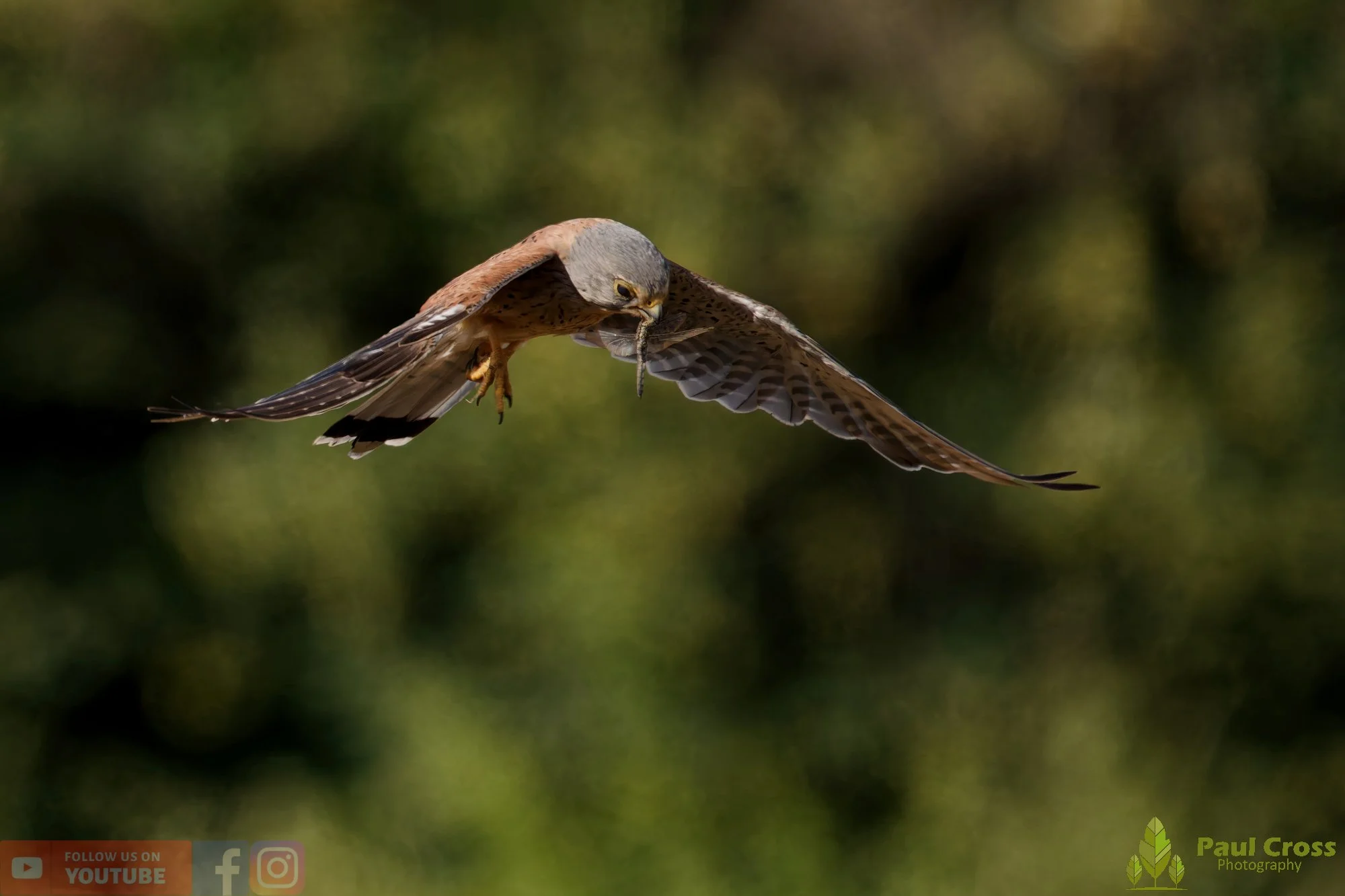 Kestrel-00167.jpg