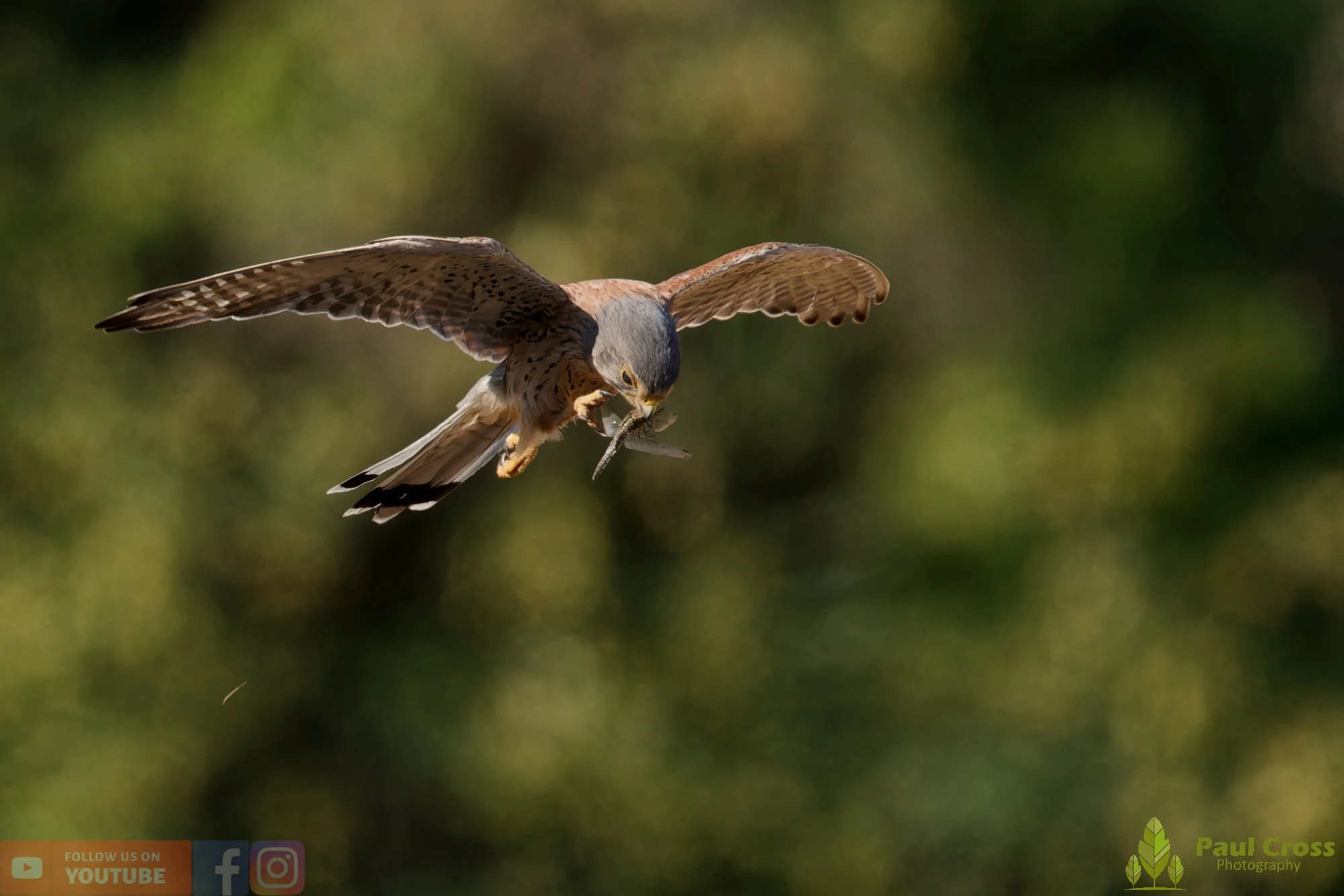 Kestrel-00168.jpg