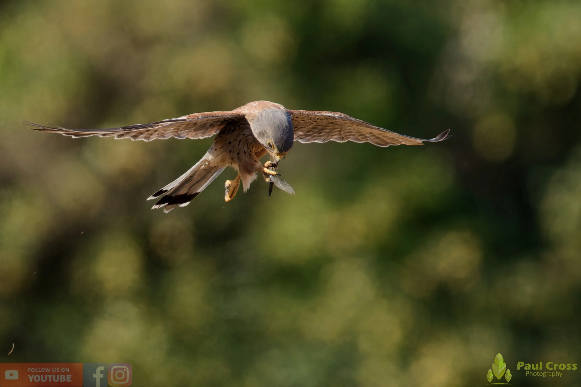Kestrel-00169.jpg
