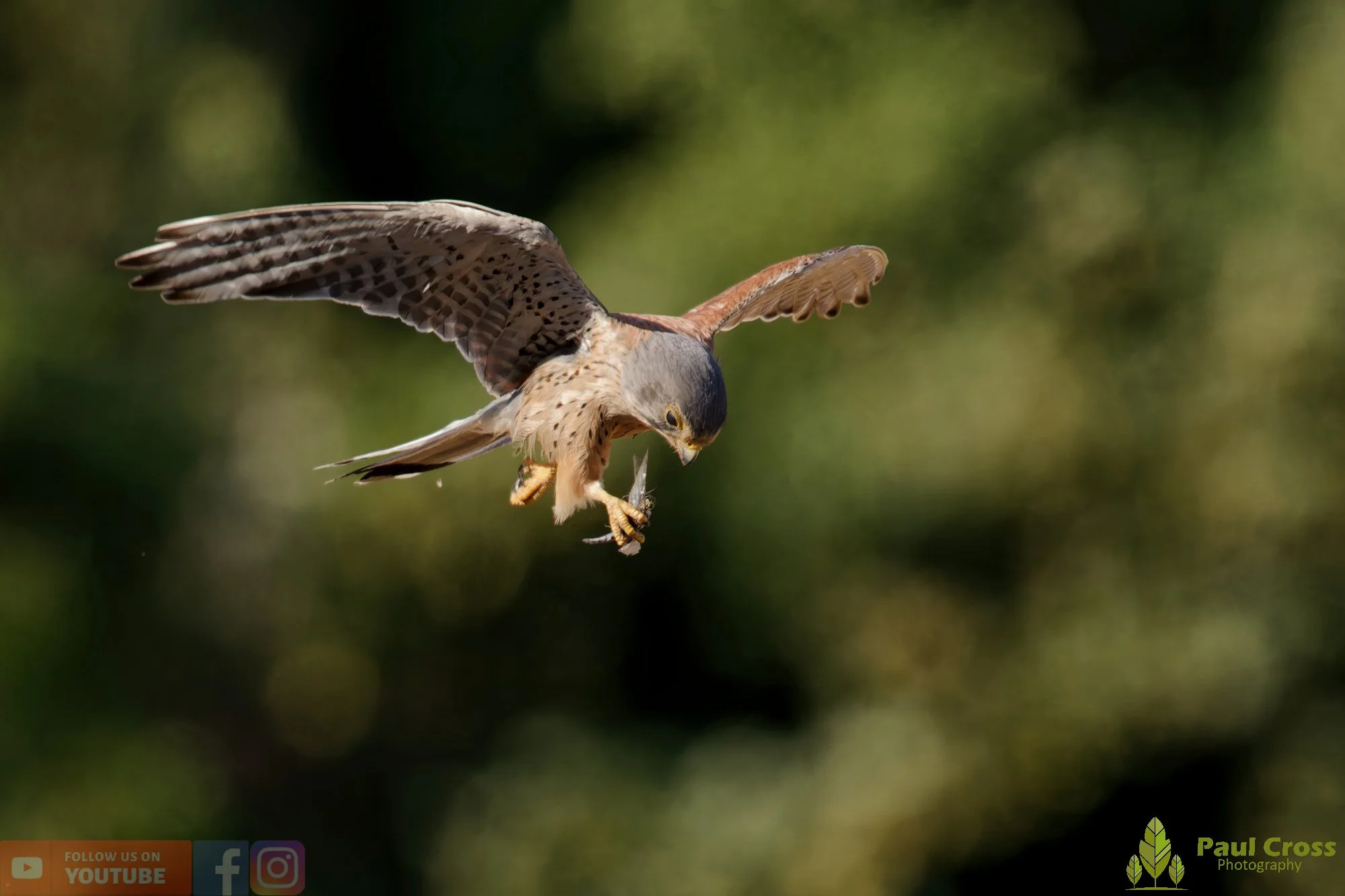 Kestrel-00170.jpg