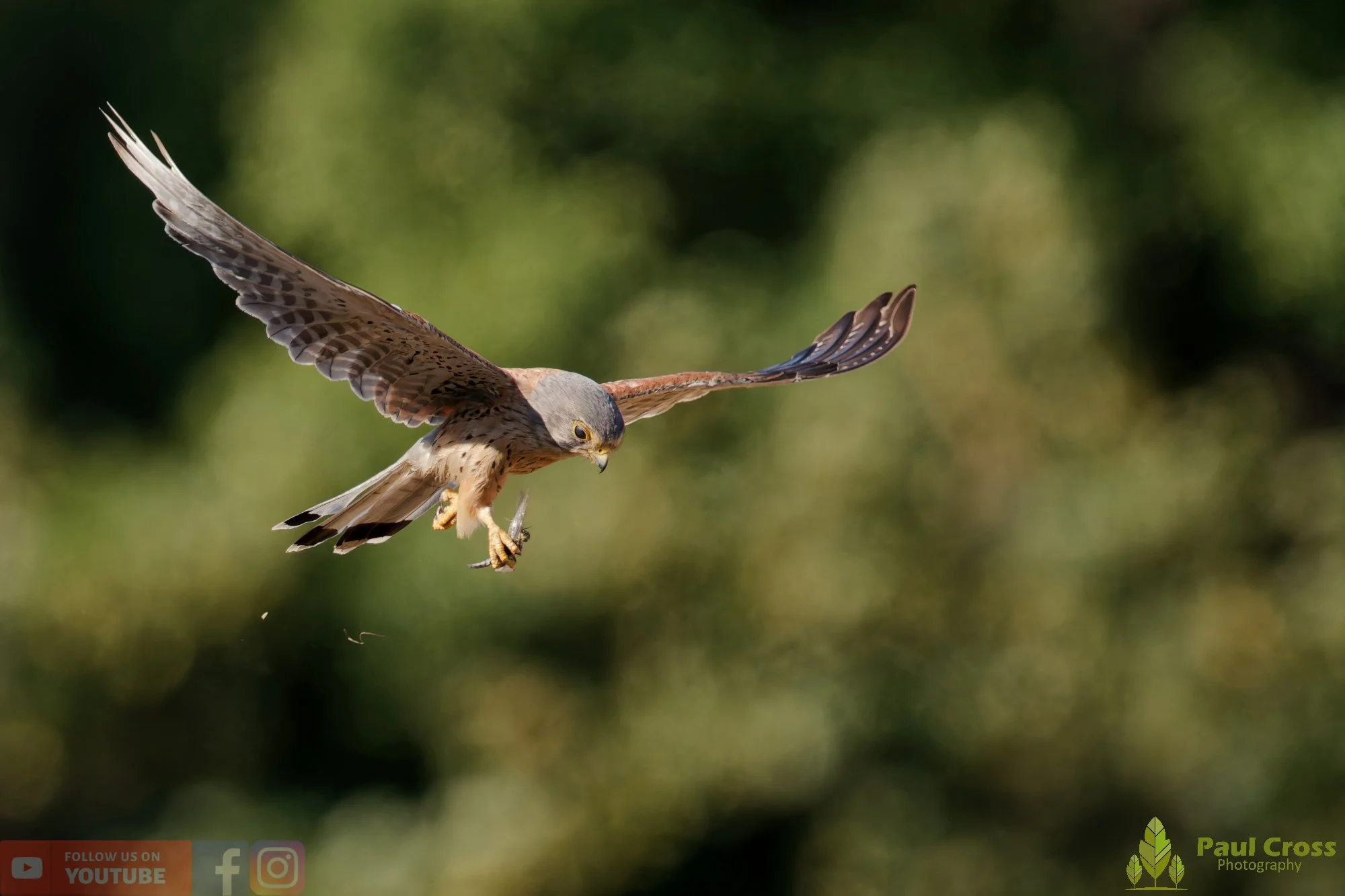 Kestrel-00171.jpg
