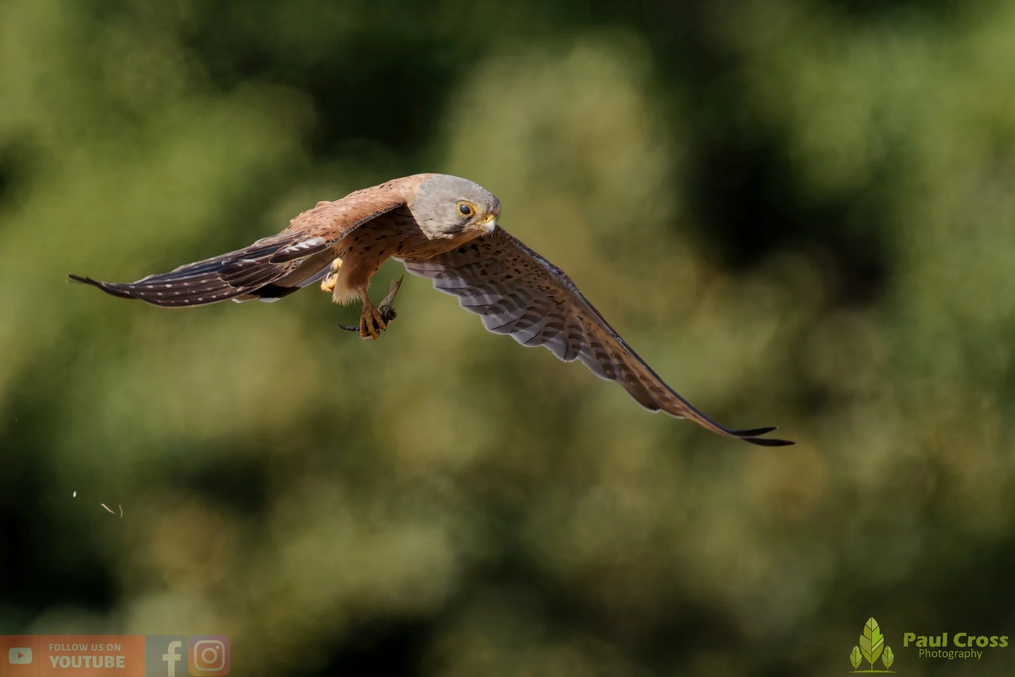 Kestrel-00172.jpg