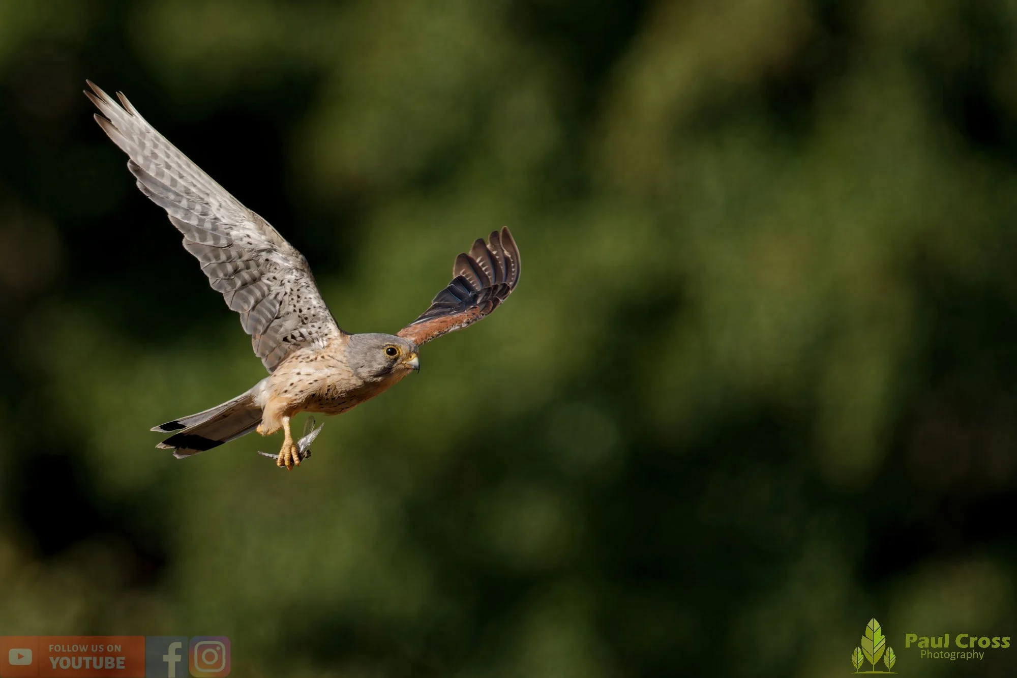 Kestrel-00173.jpg