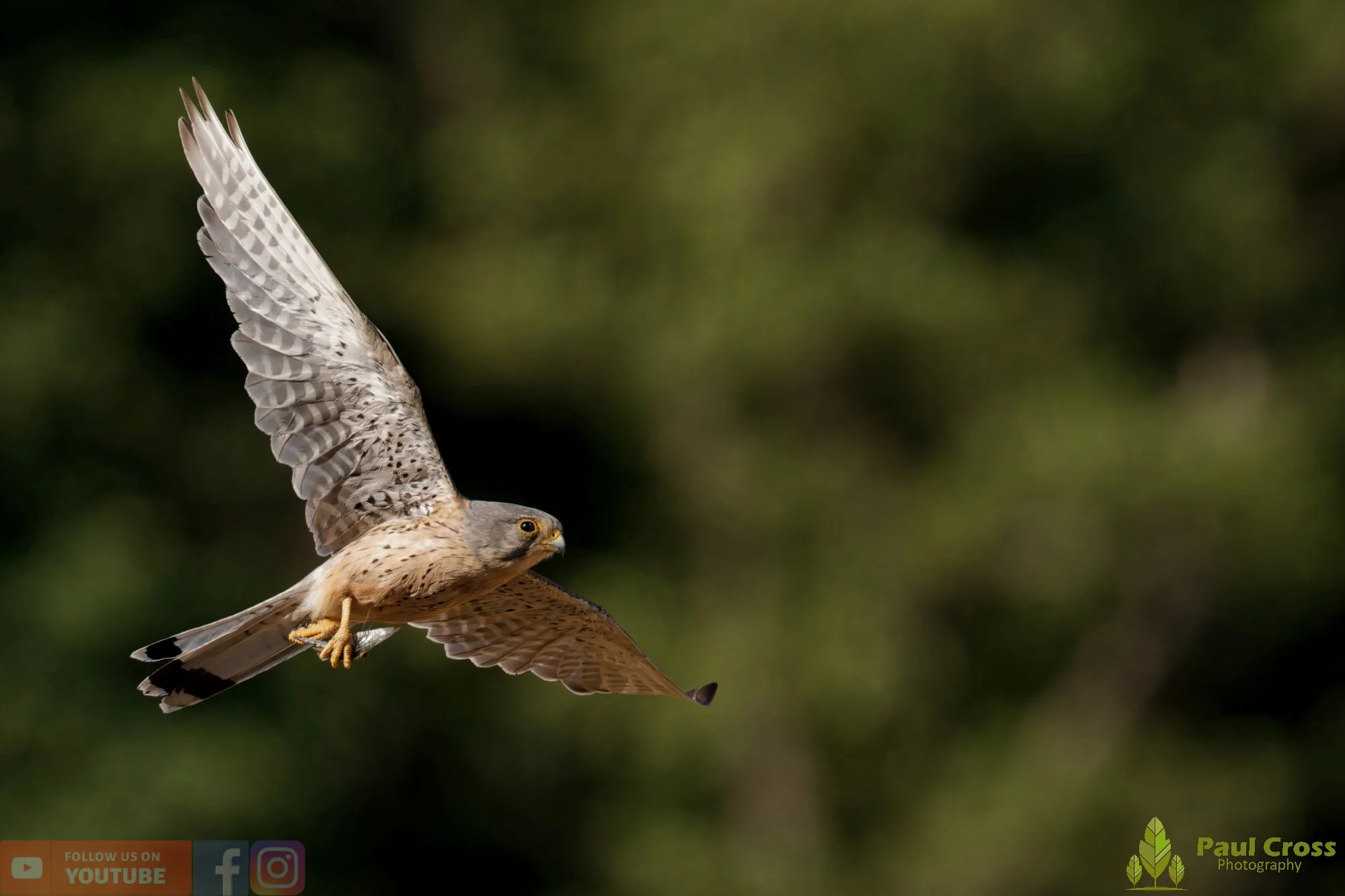 Kestrel-00174.jpg