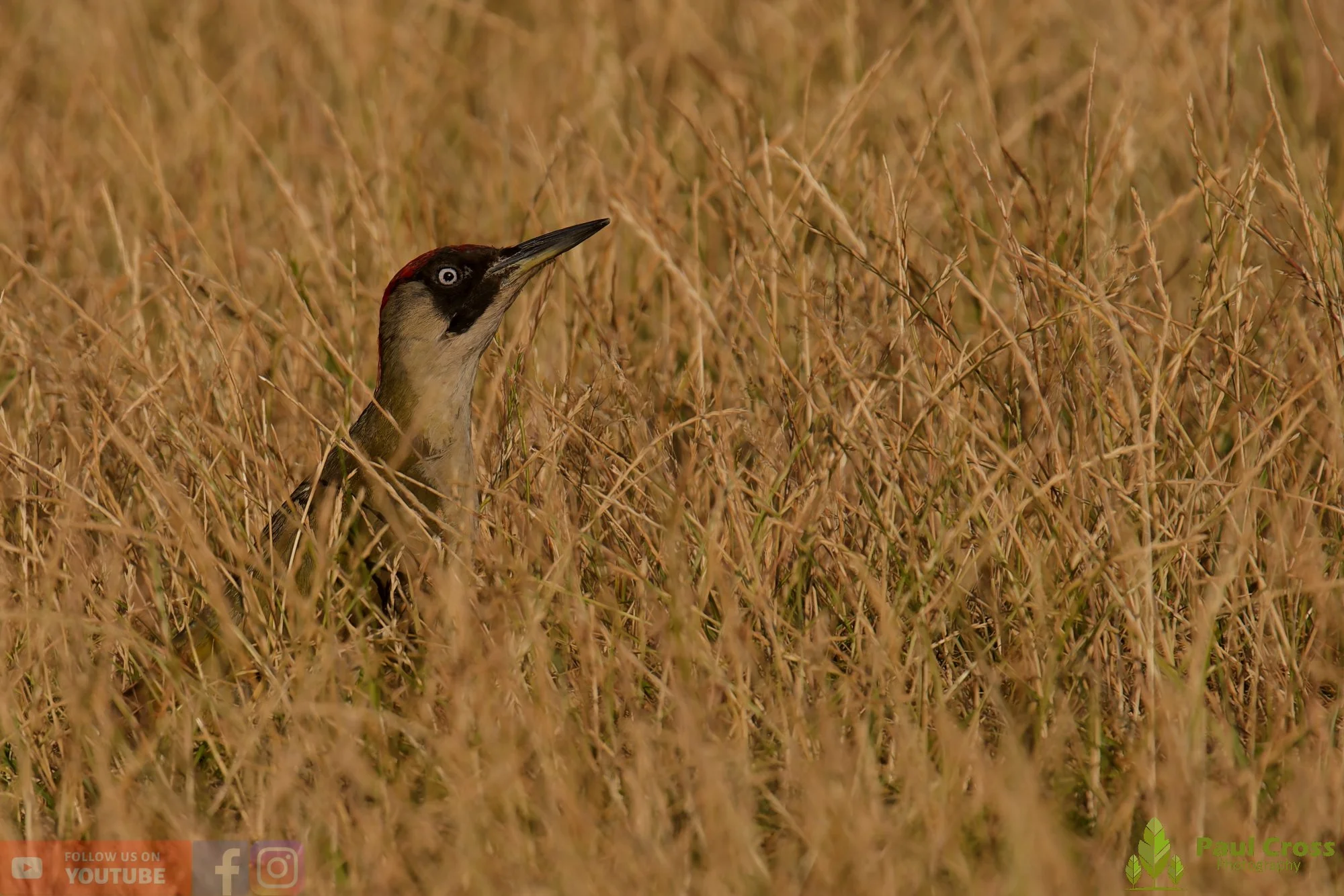 Green Woodpecker-00015.jpg