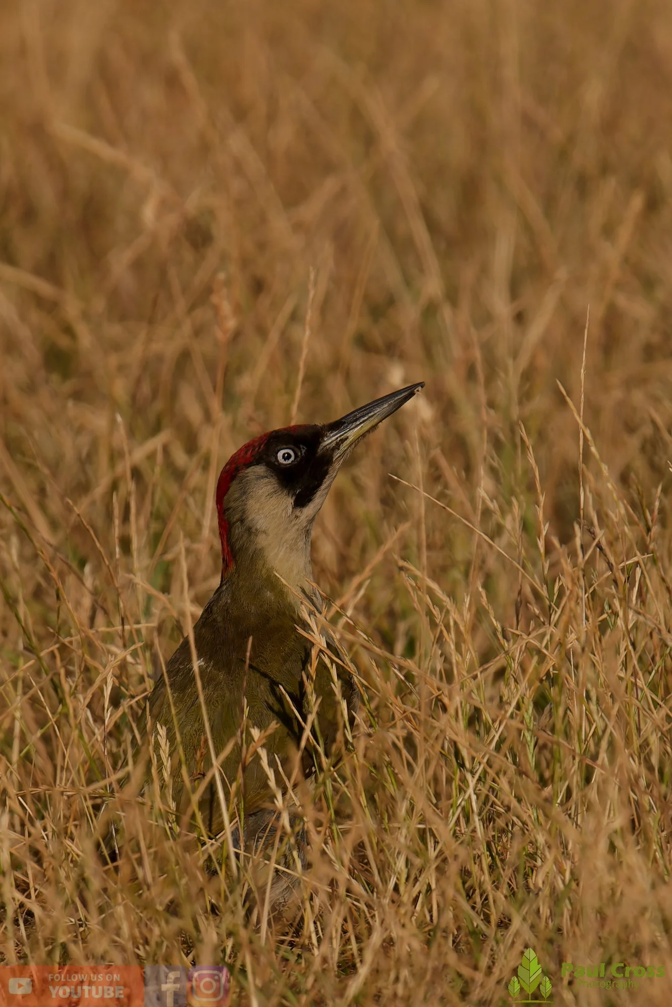 Green Woodpecker-00016.jpg