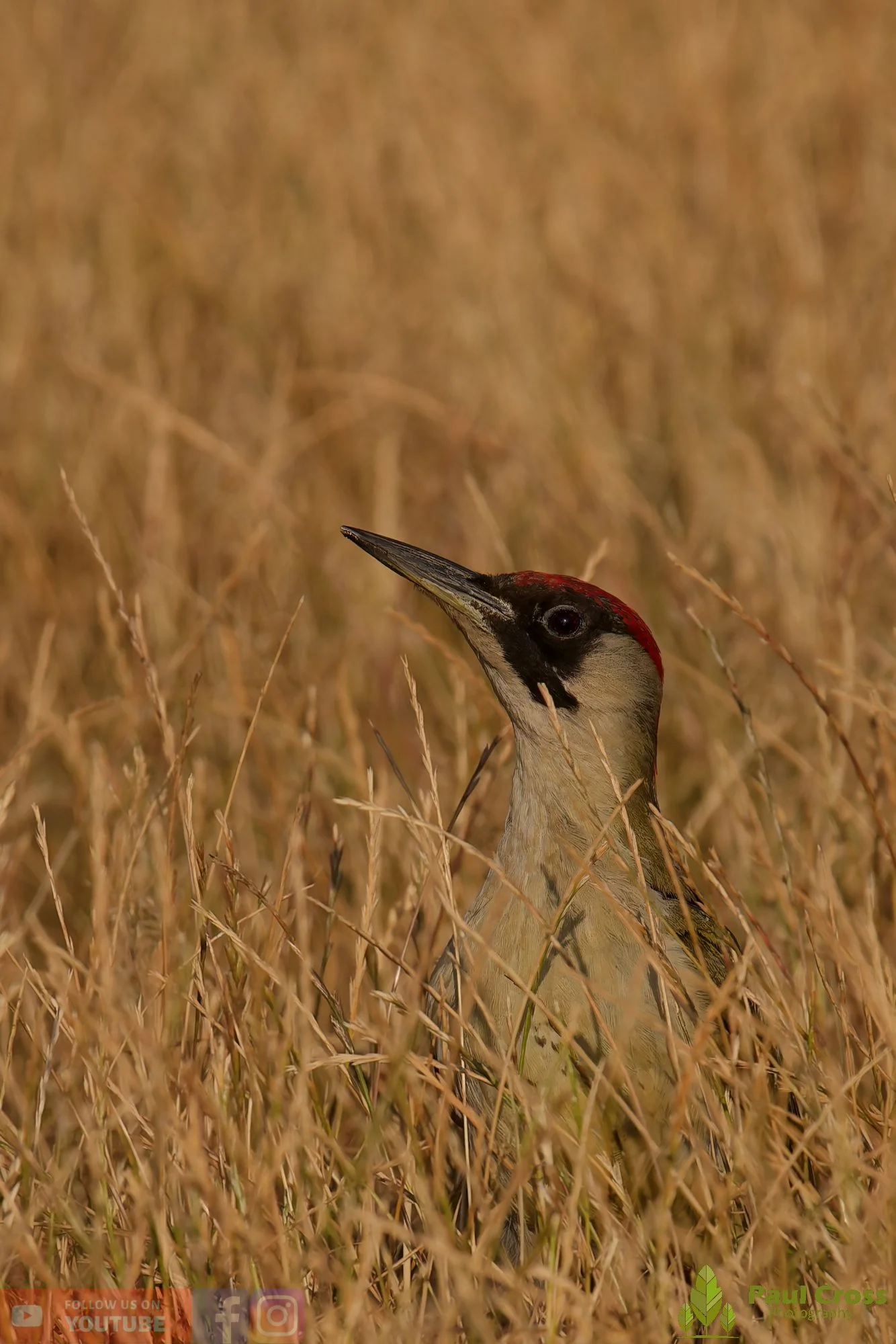 Green Woodpecker-00017.jpg