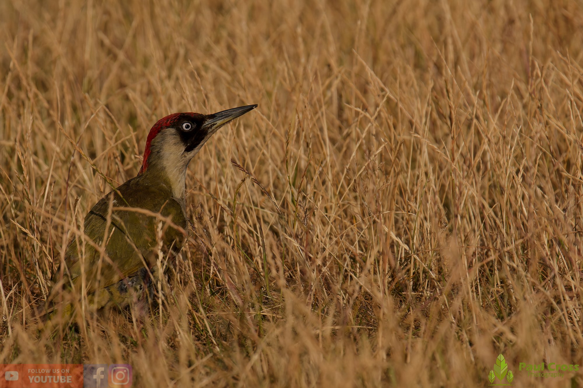Green Woodpecker-00018.jpg