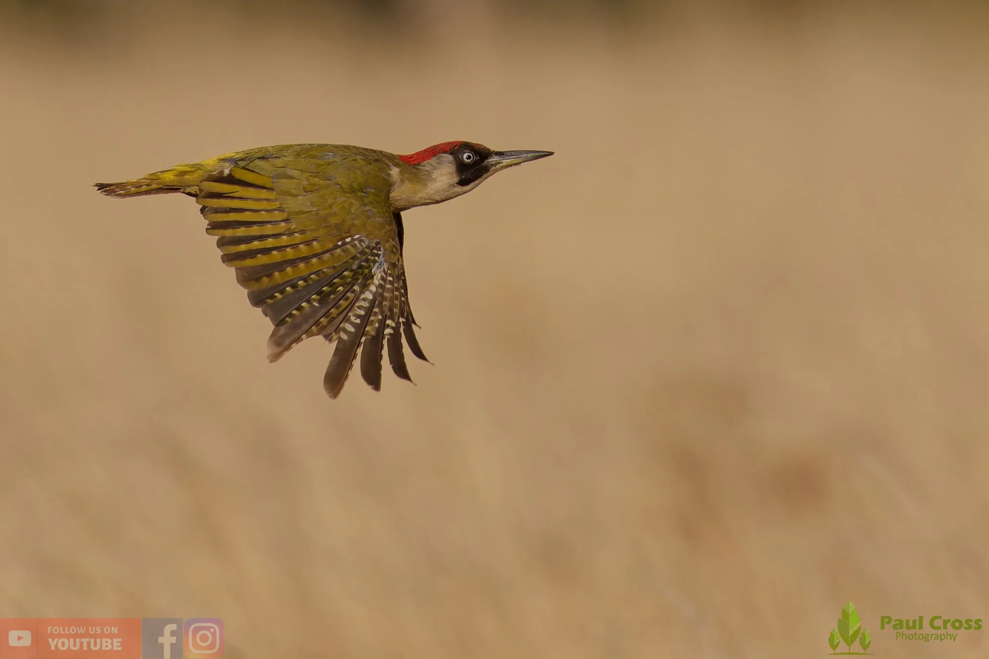 Green Woodpecker-00019.jpg