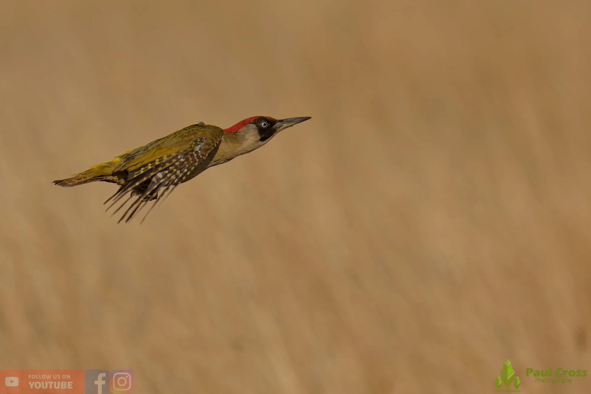 Green Woodpecker-00020.jpg