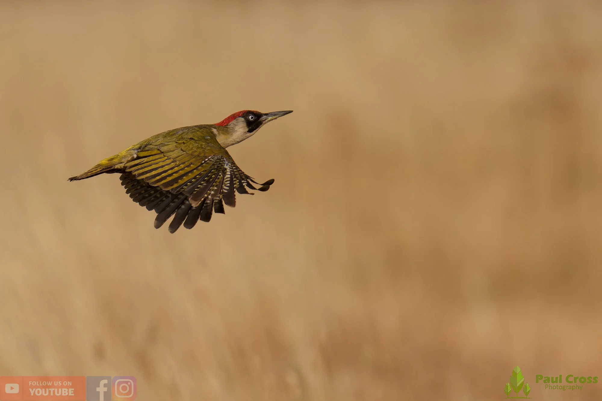 Green Woodpecker-00021.jpg