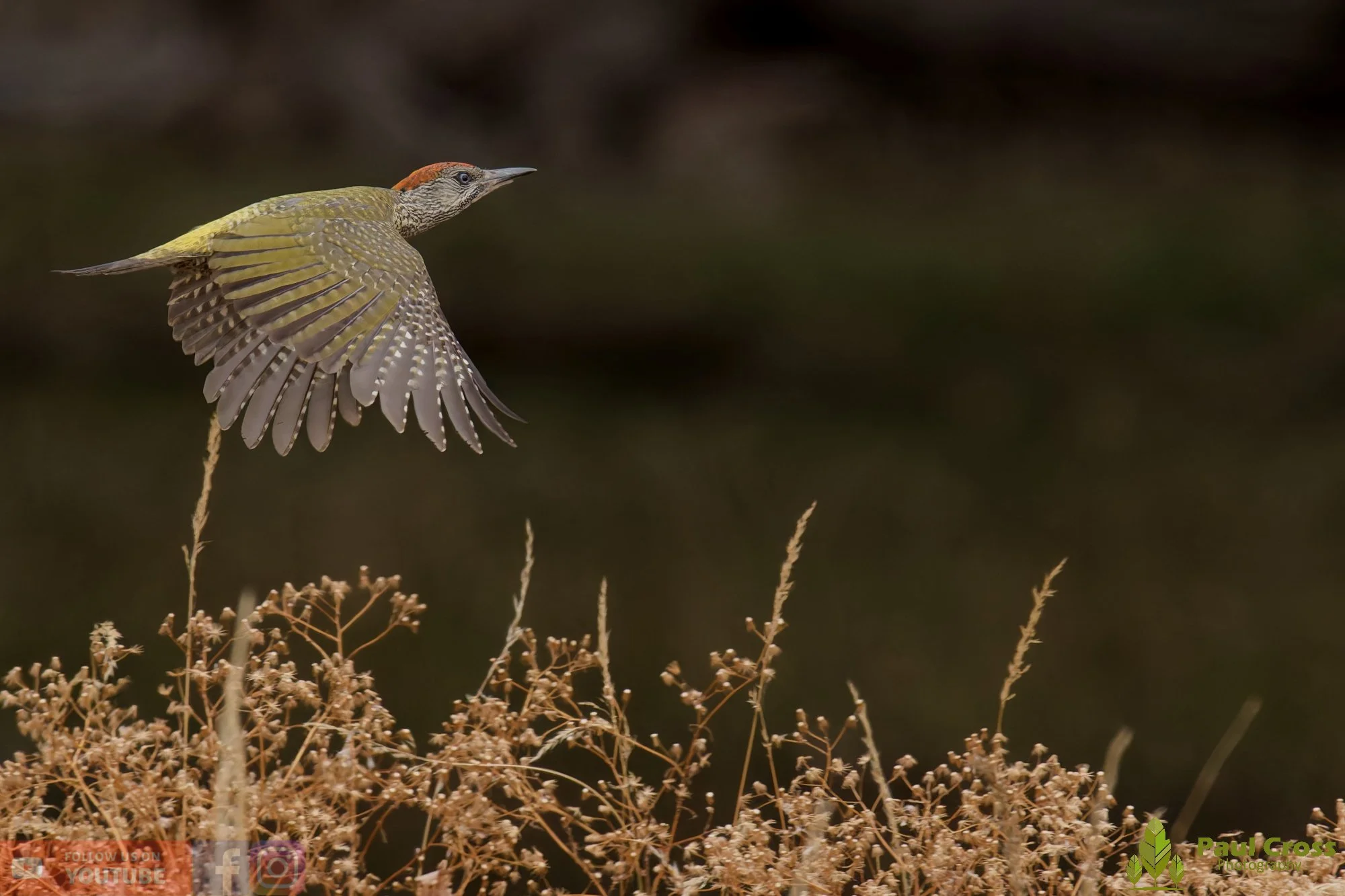 Green Woodpecker-00027.jpg