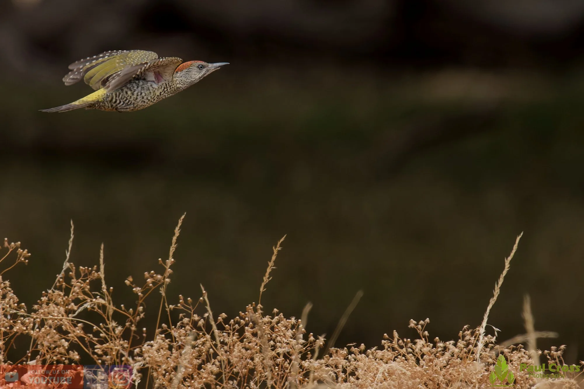 Green Woodpecker-00028.jpg
