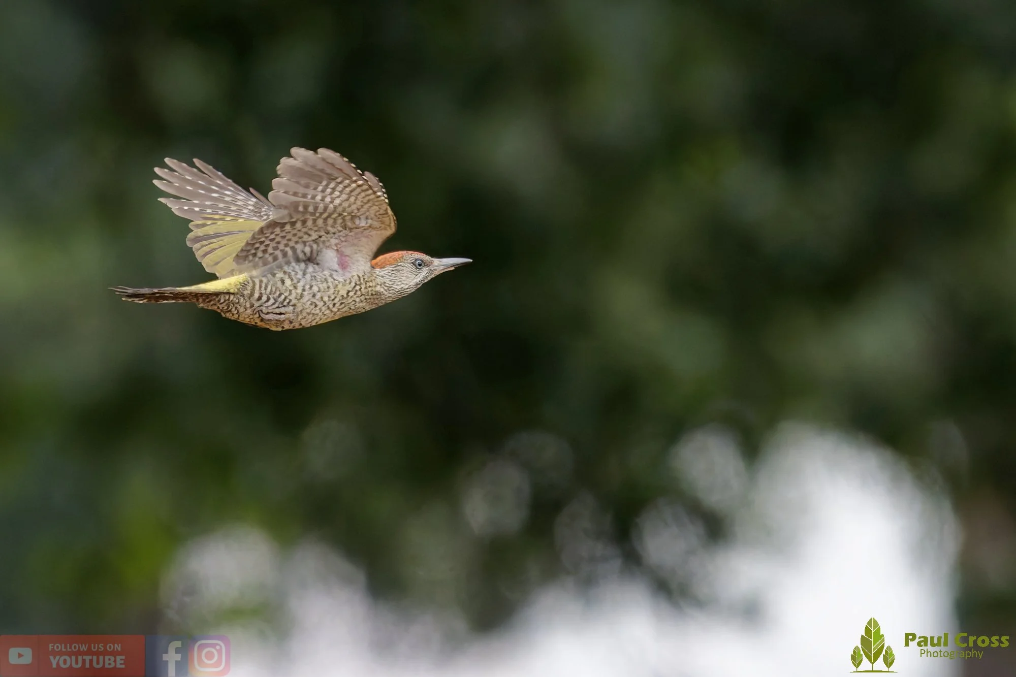 Green Woodpecker-00029.jpg