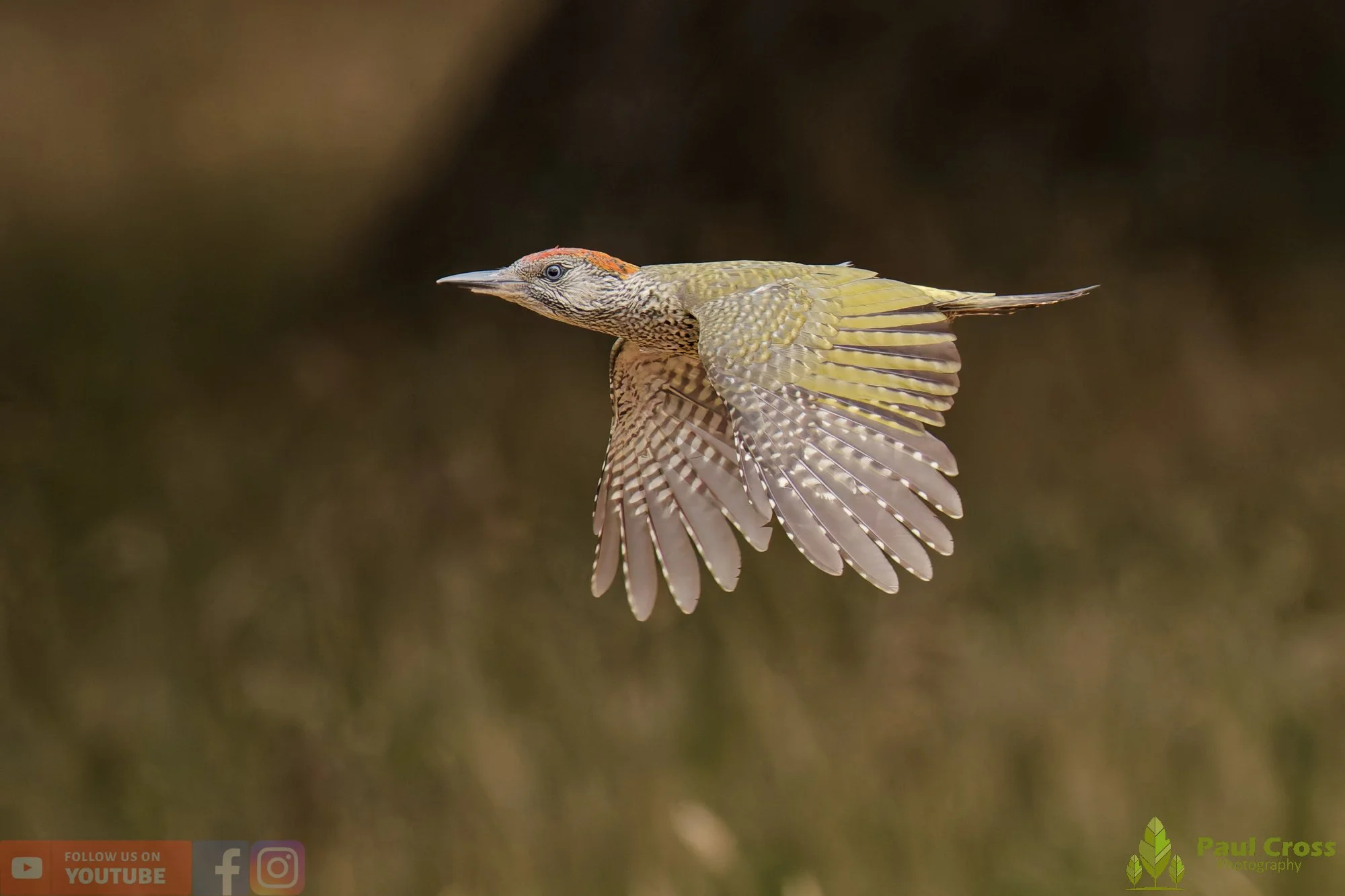 Green Woodpecker-00030.jpg