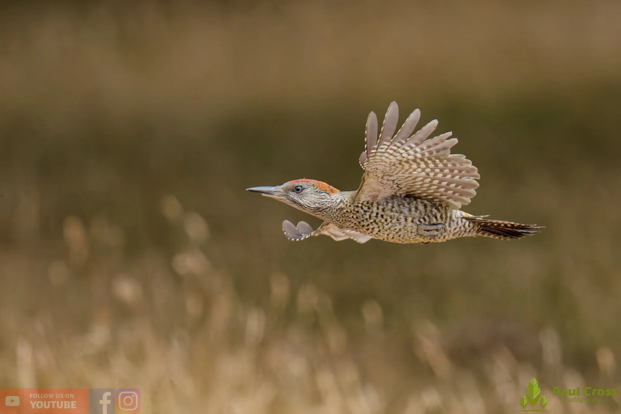 Green Woodpecker-00031.jpg