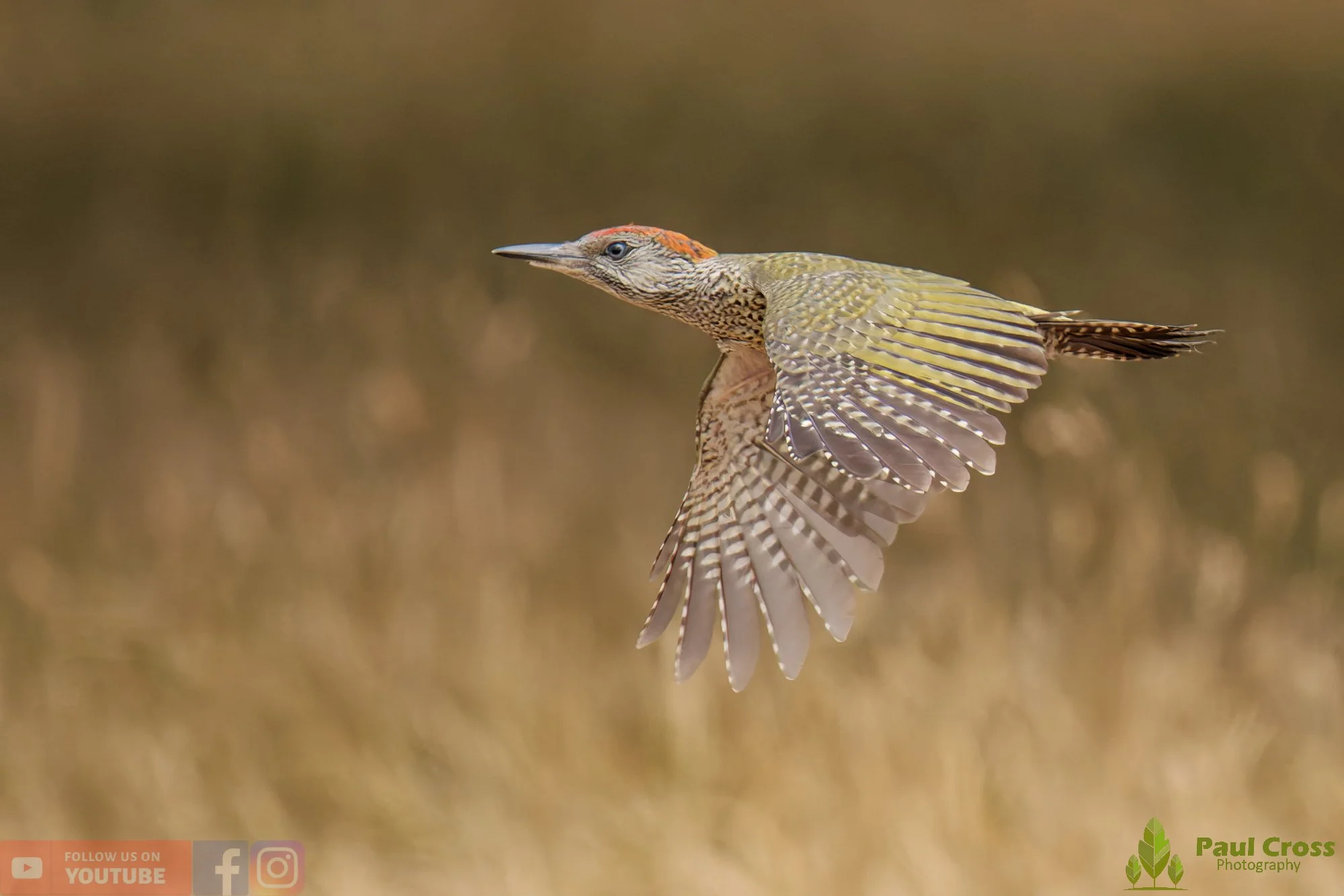 Green Woodpecker-00032.jpg