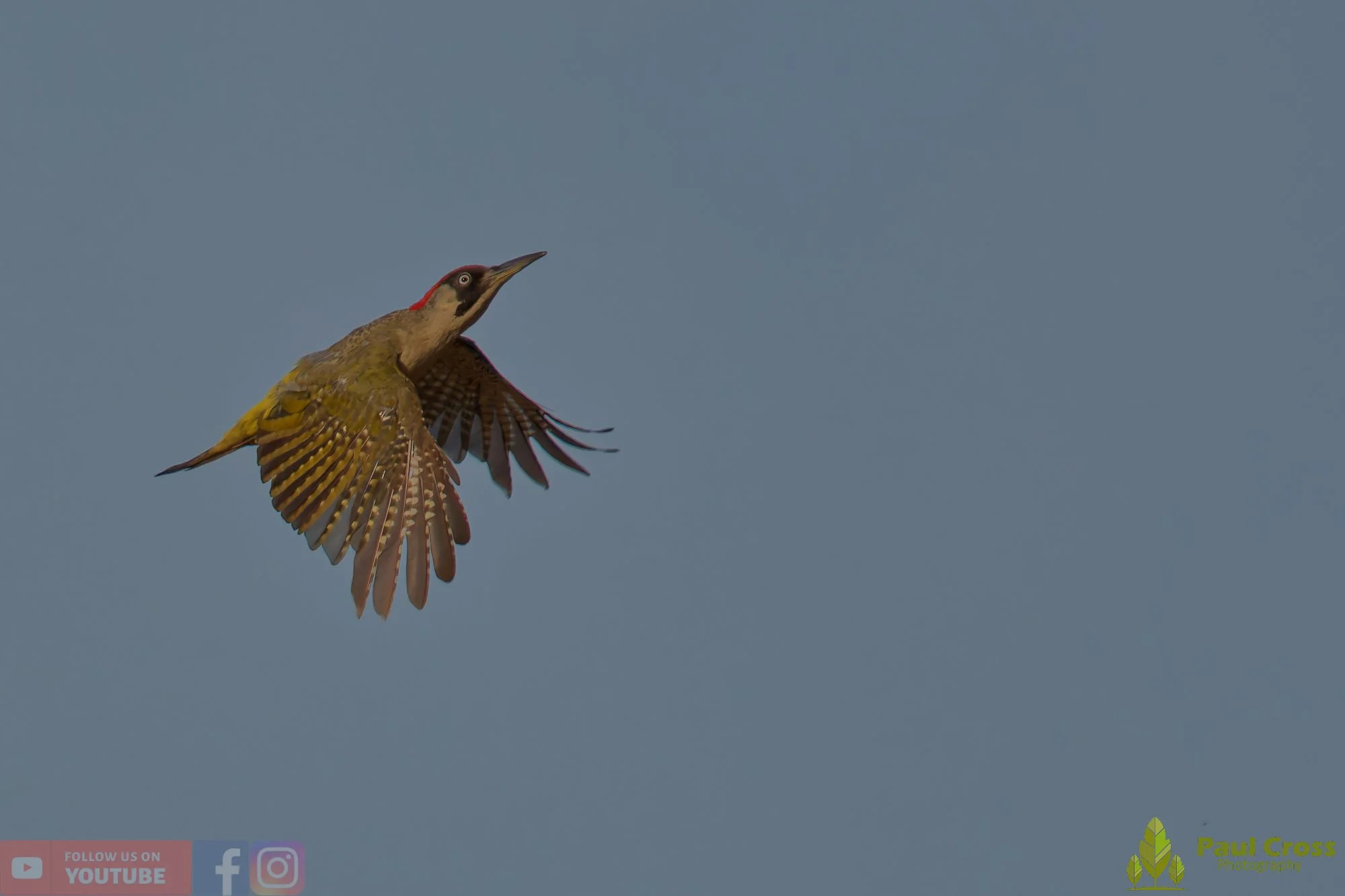 Green Woodpecker-00007.jpg