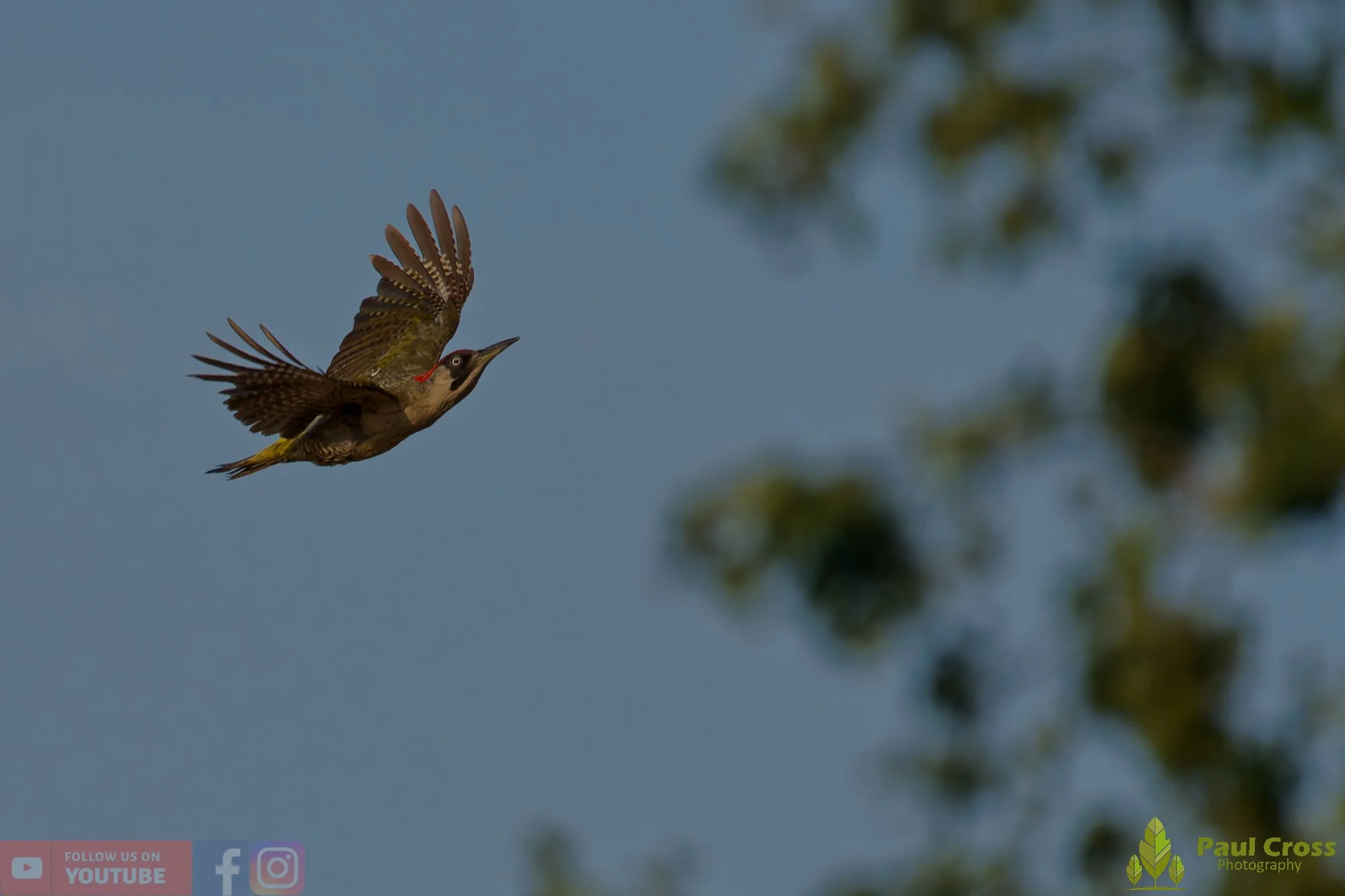 Green Woodpecker-00008.jpg