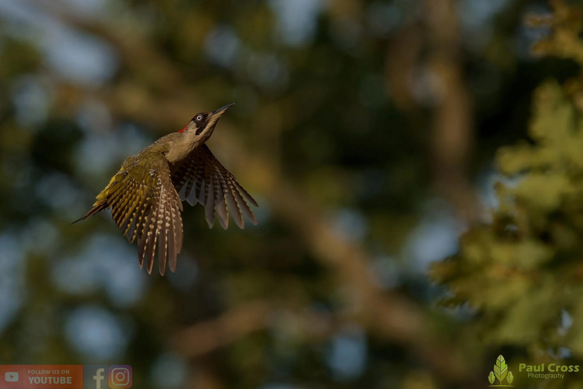 Green Woodpecker-00009.jpg