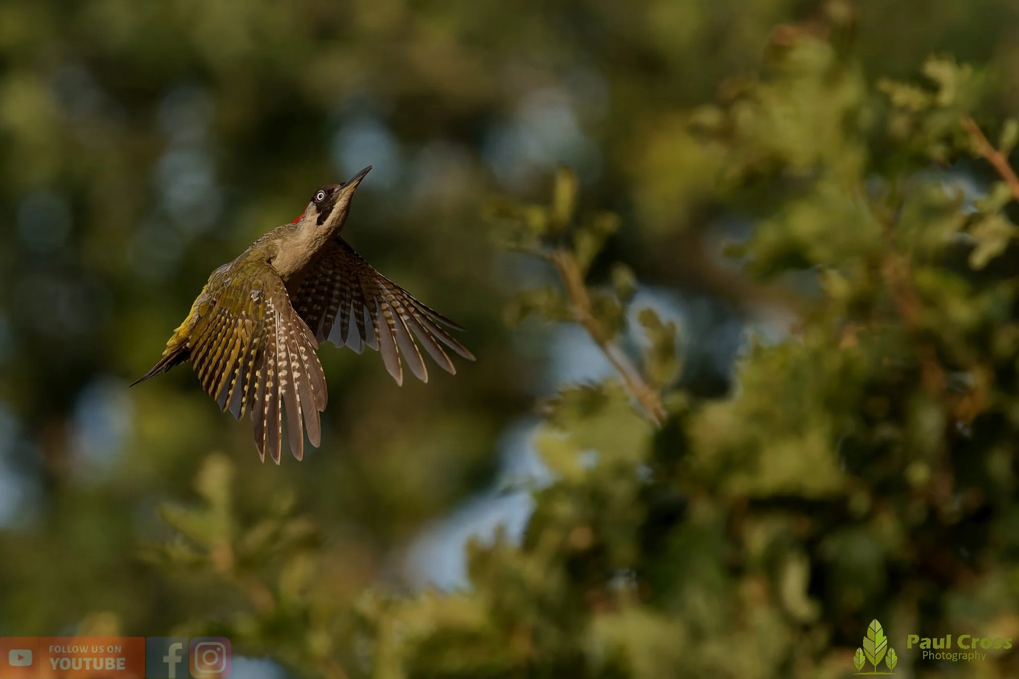 Green Woodpecker-00010.jpg