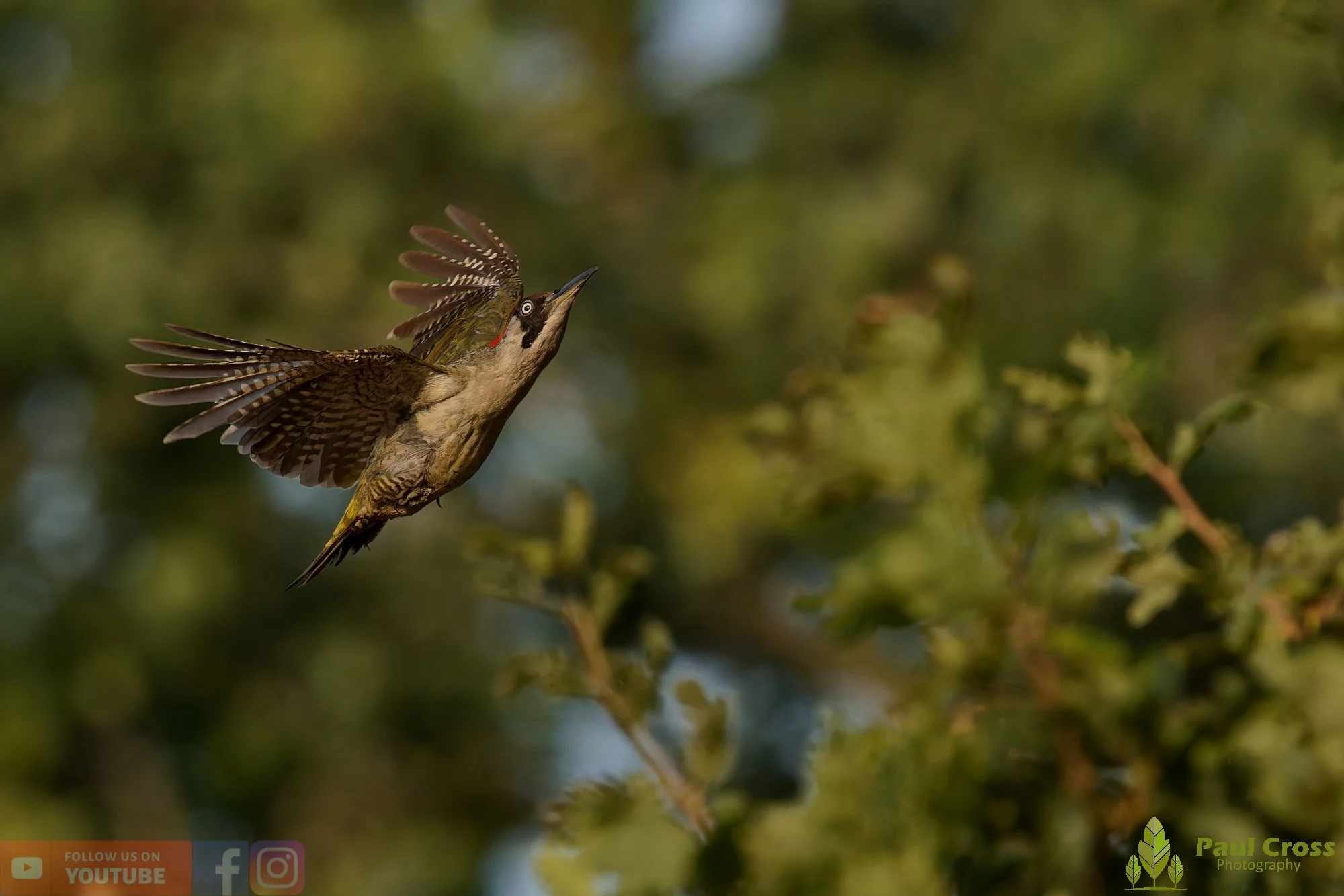 Green Woodpecker-00011.jpg