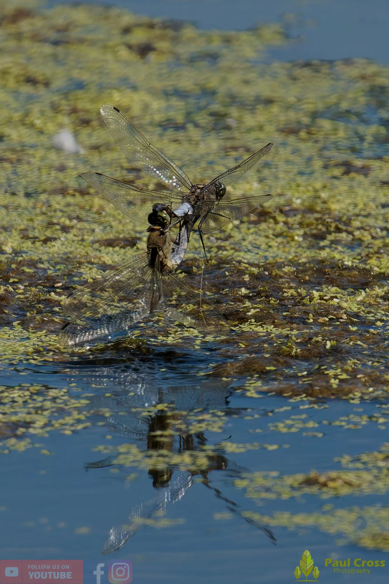 Broad-Bodied Chaser-00102.jpg