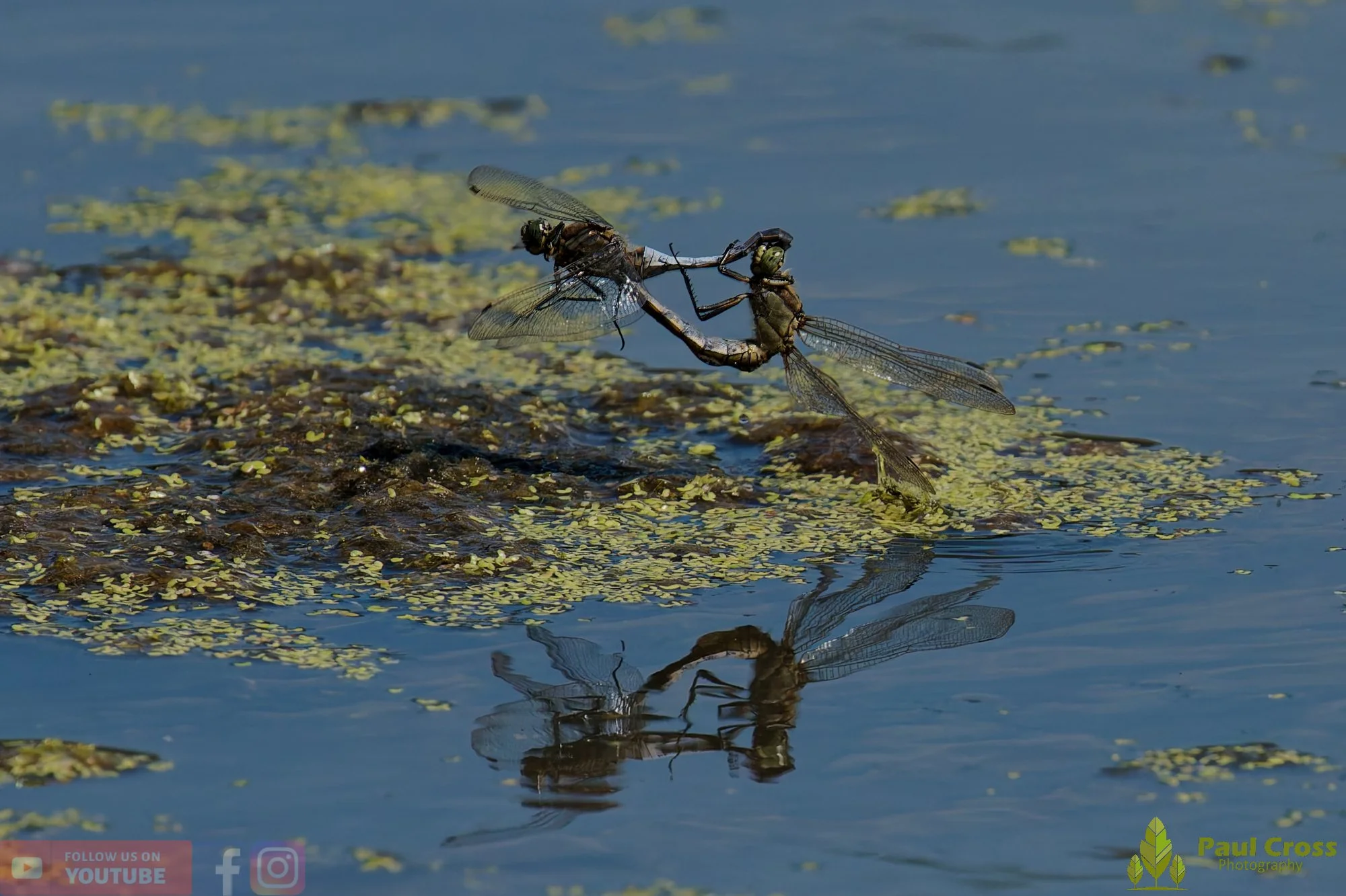 Broad-Bodied Chaser-00103.jpg