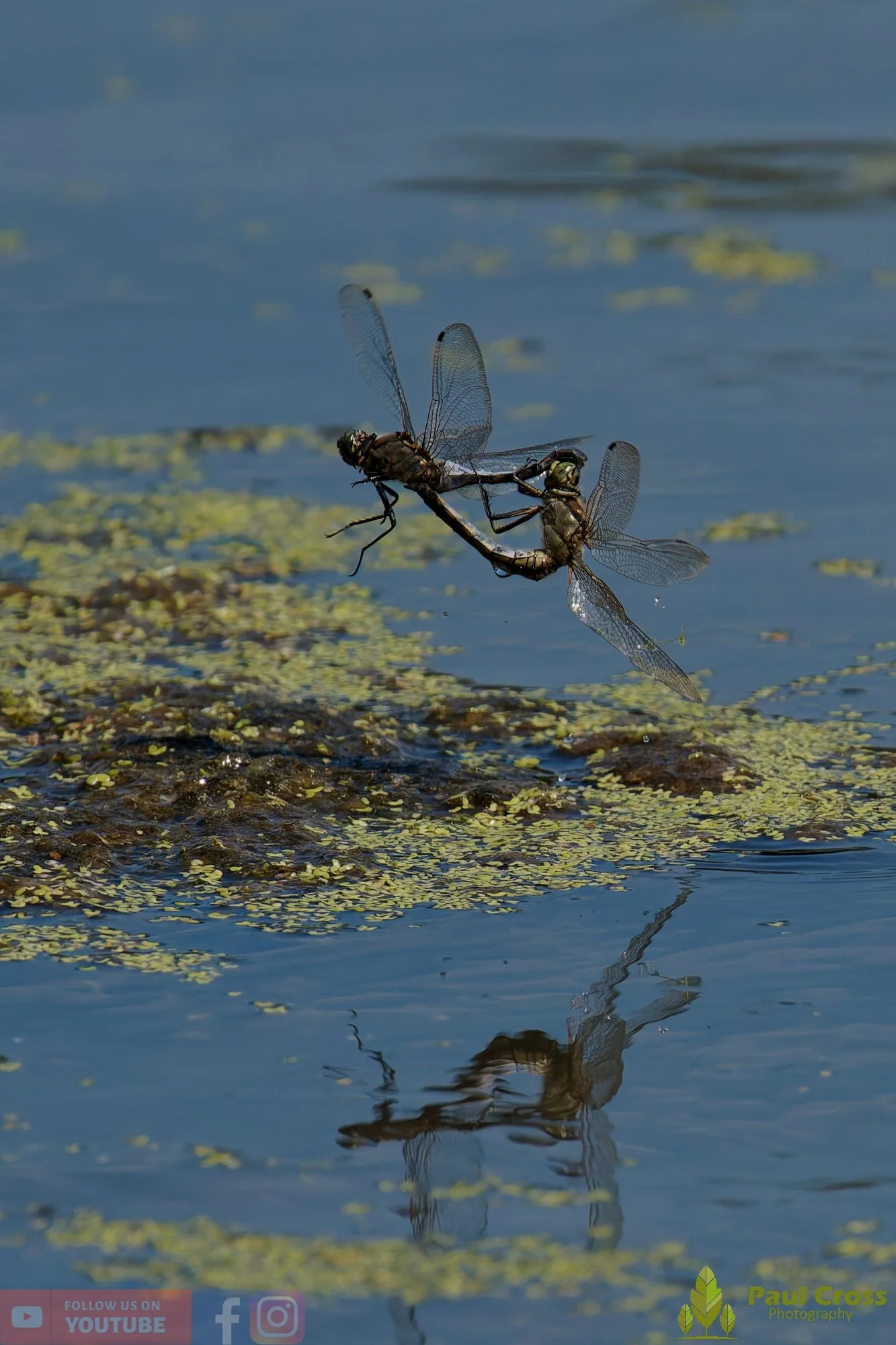 Broad-Bodied Chaser-00104.jpg