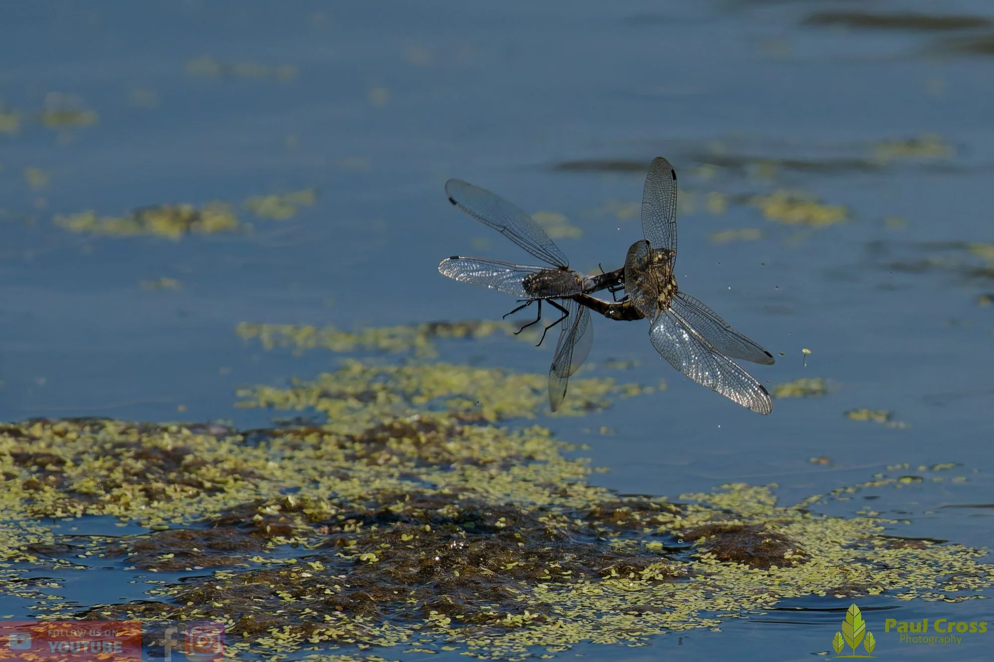 Broad-Bodied Chaser-00105.jpg