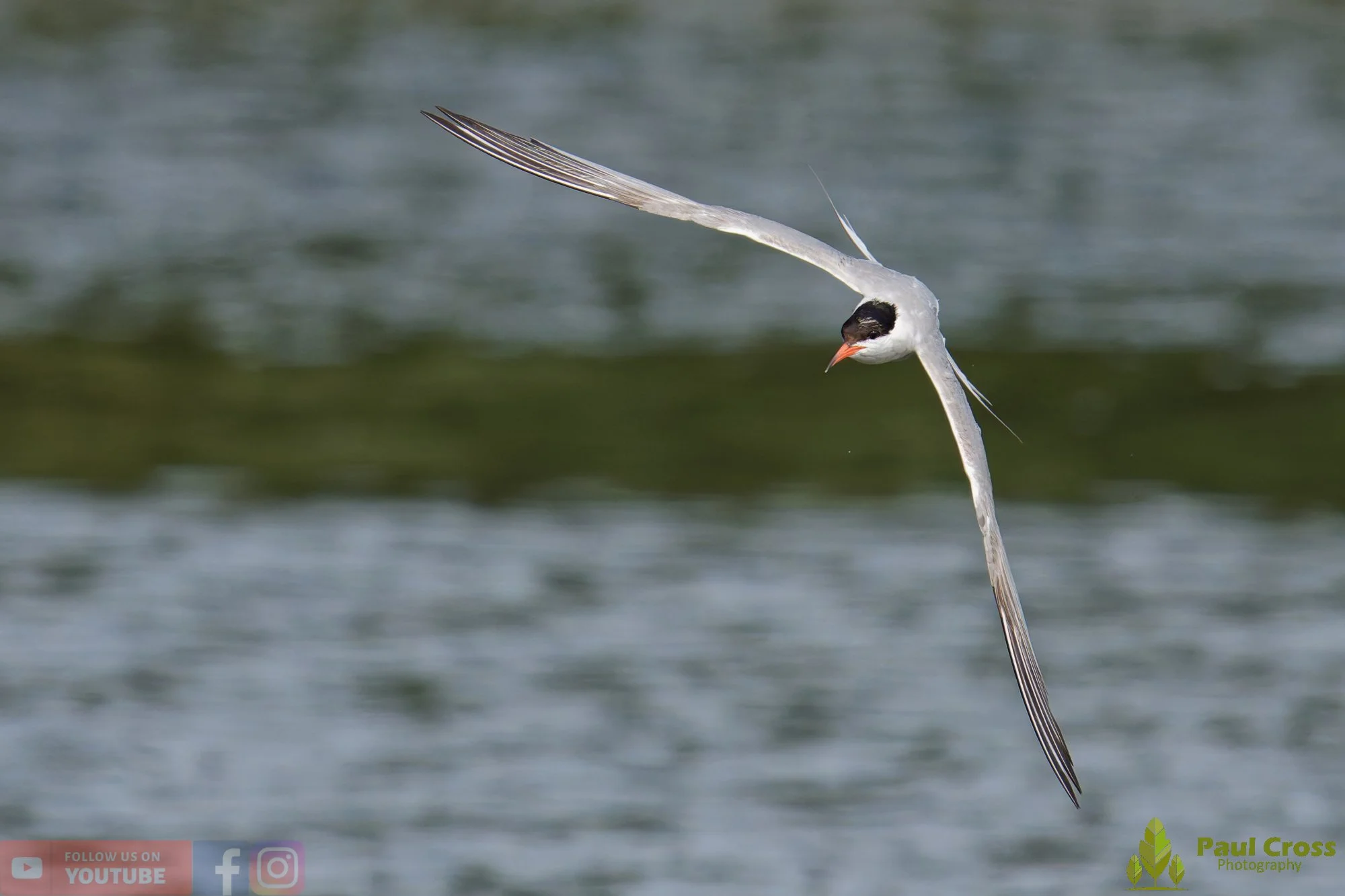 Common Tern-02259.jpg