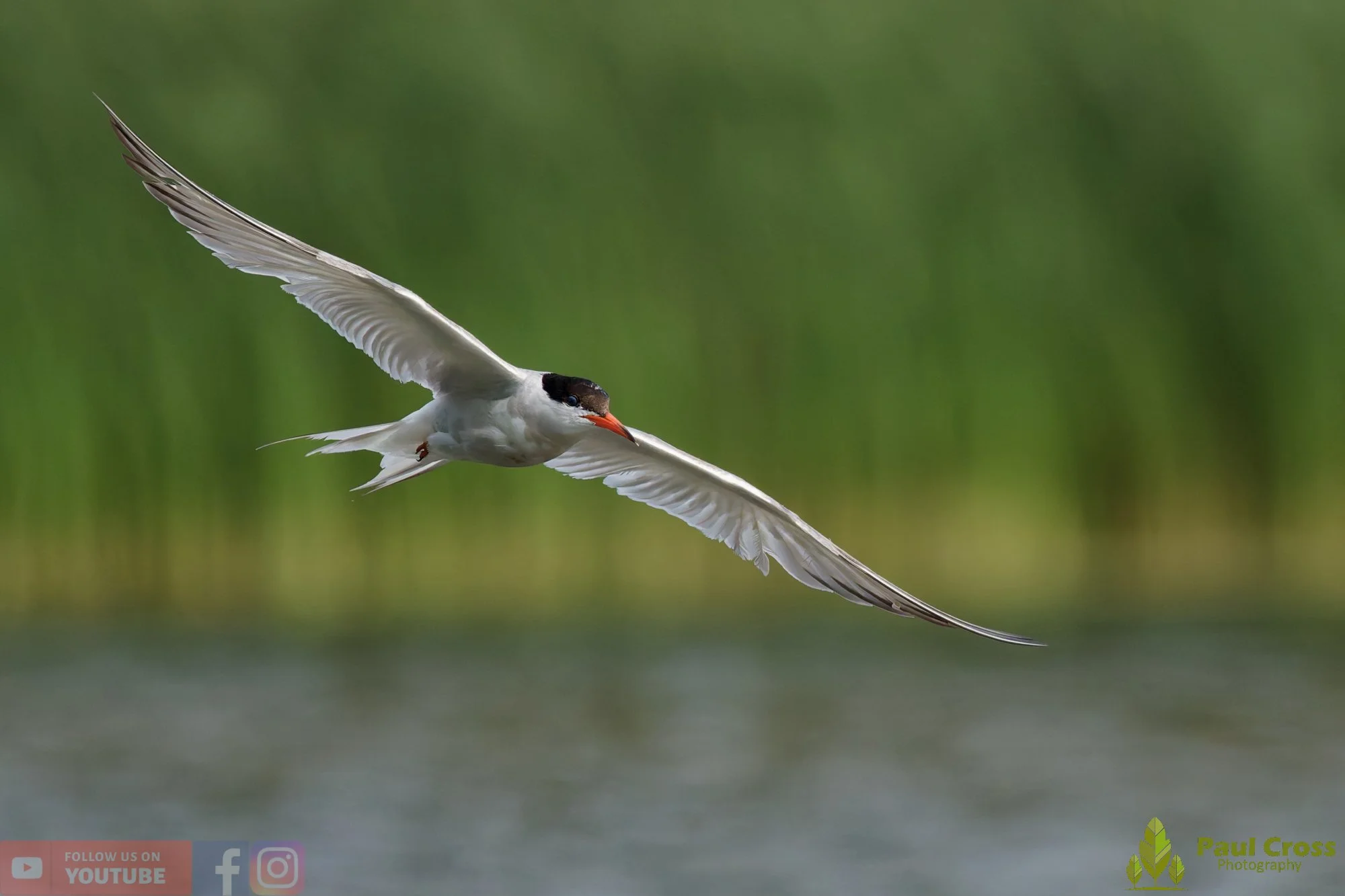 Common Tern-02260.jpg
