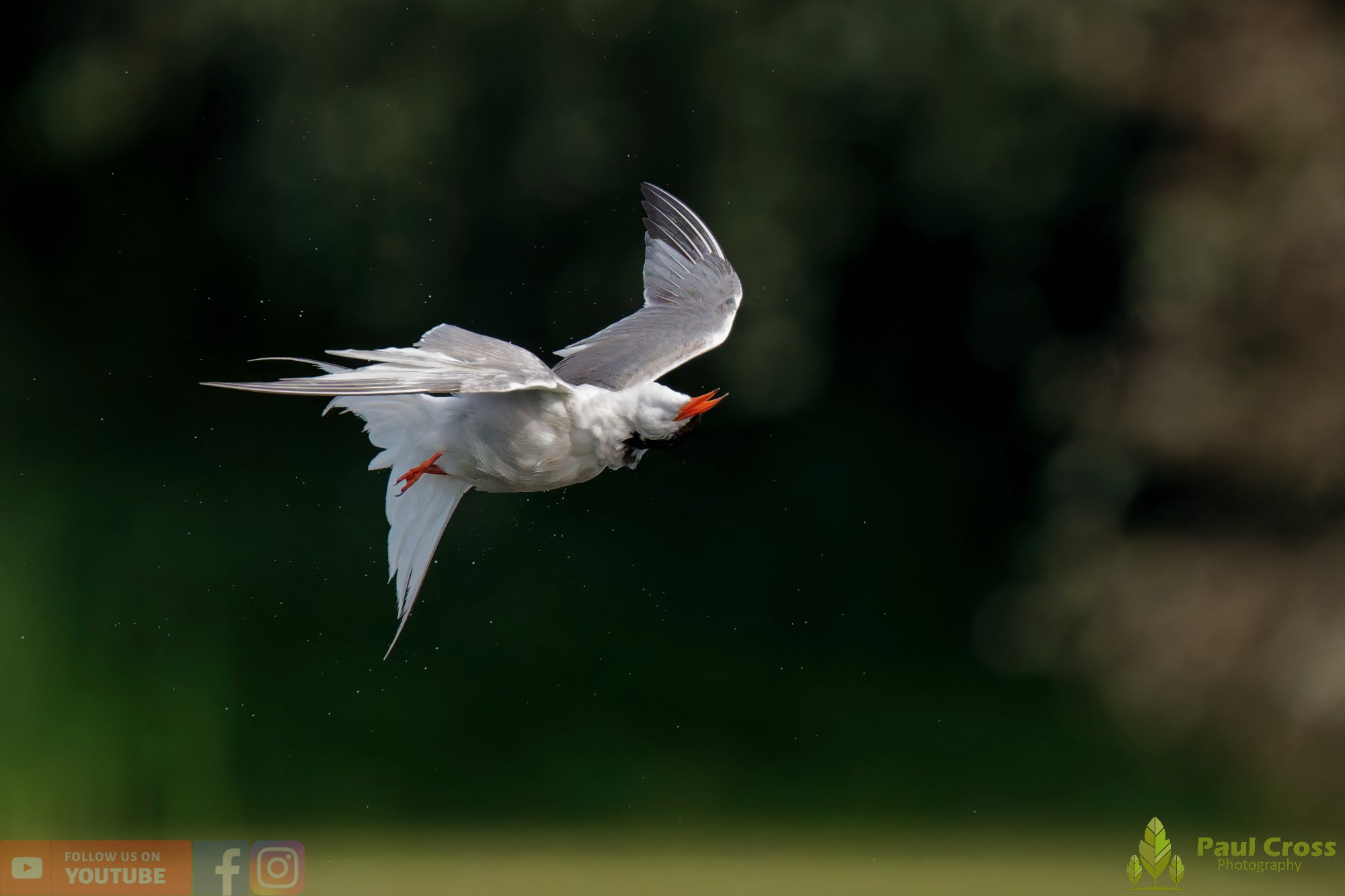 Common Tern-02261.jpg