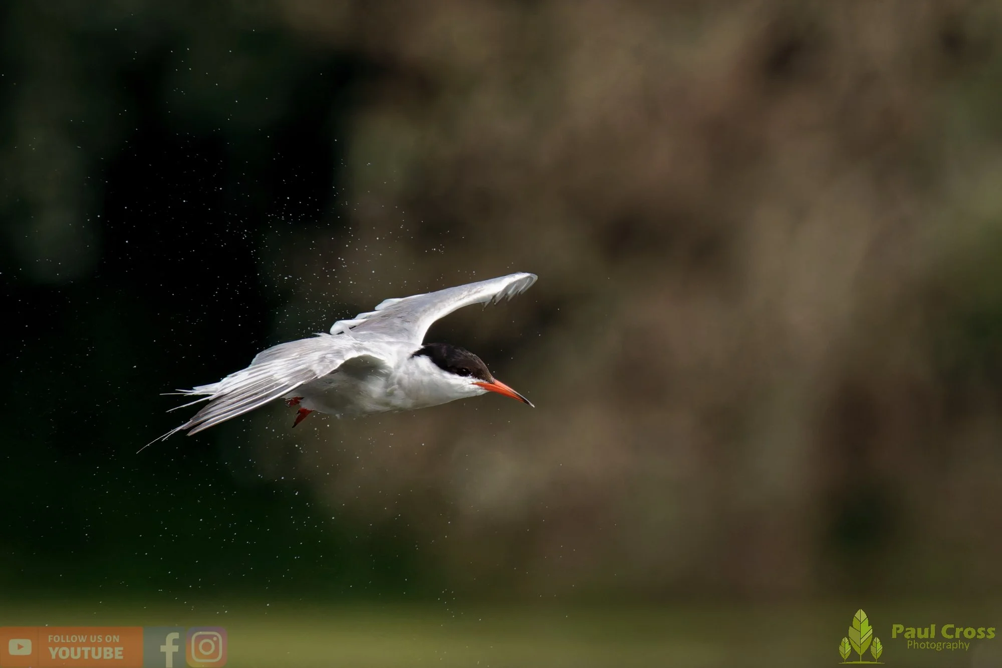 Common Tern-02262.jpg