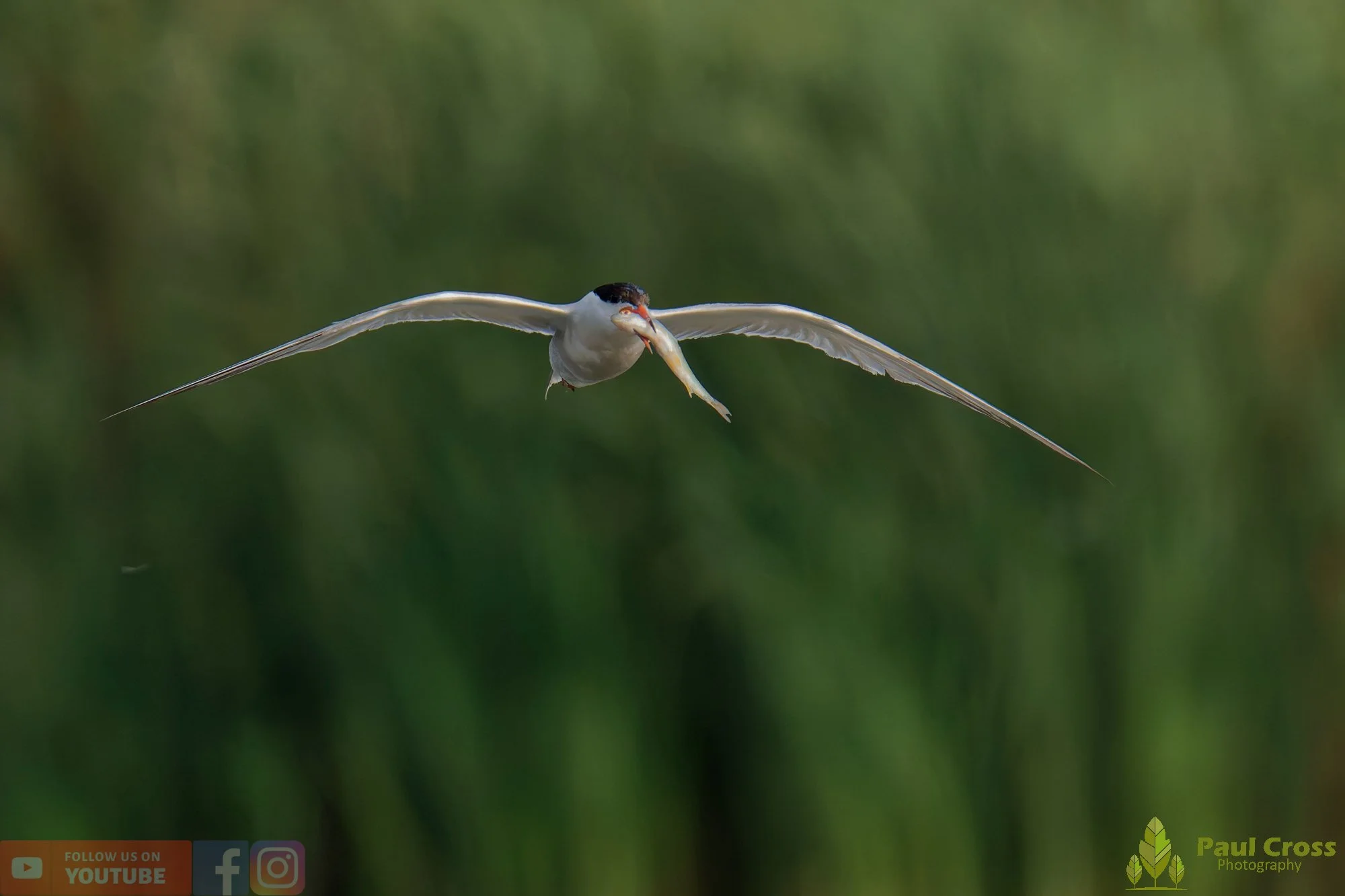 Common Tern-02263.jpg