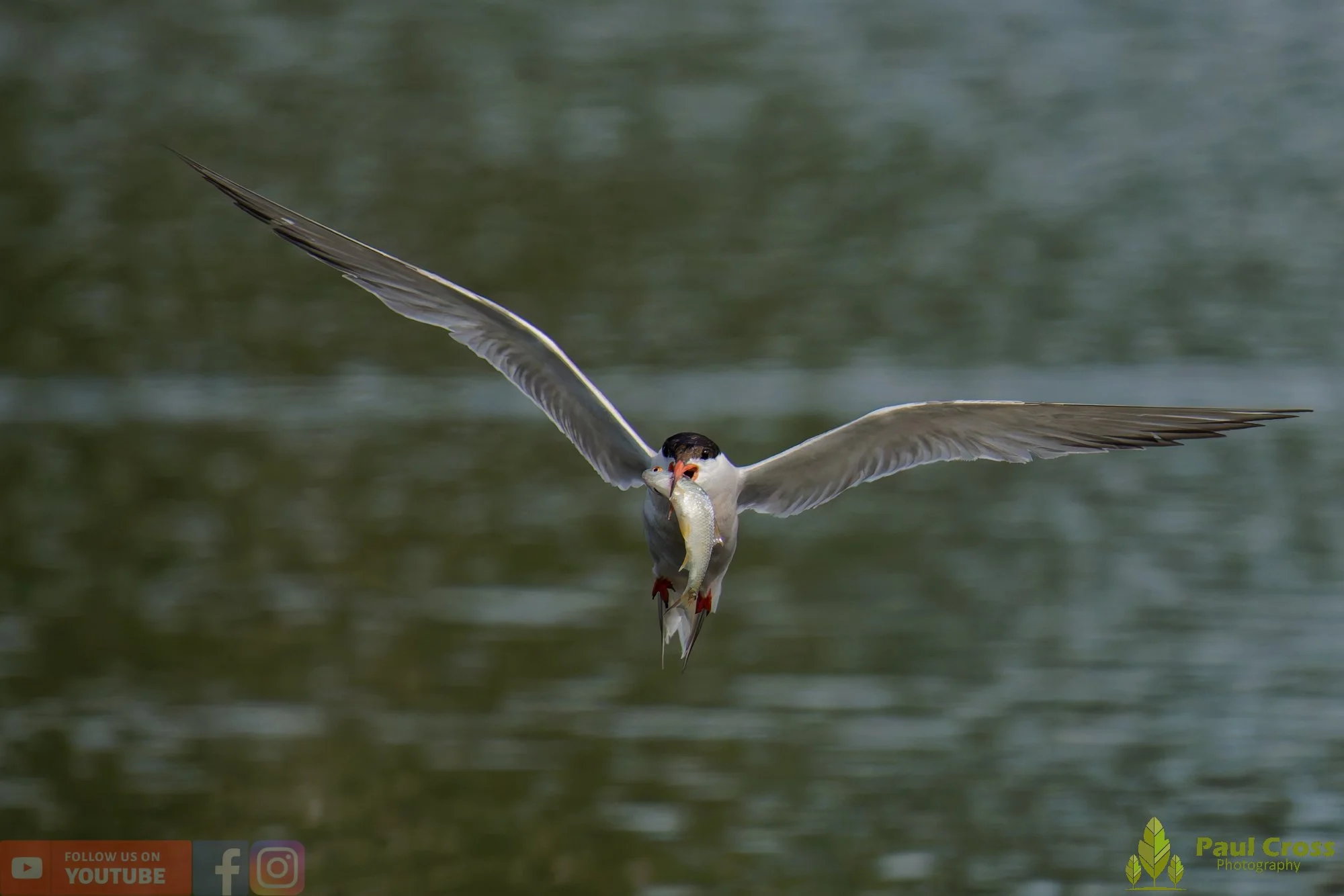 Common Tern-02264.jpg