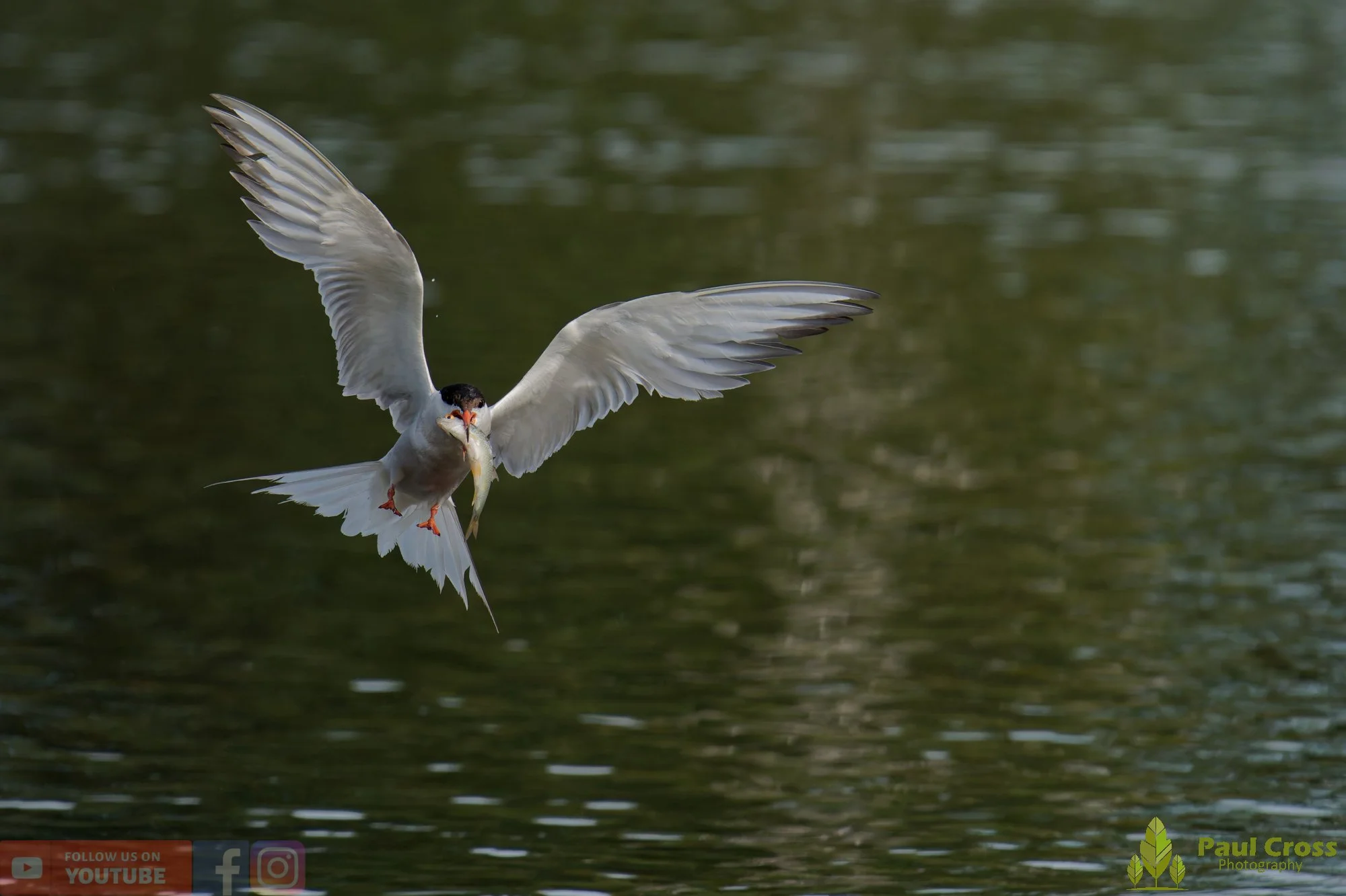 Common Tern-02265.jpg