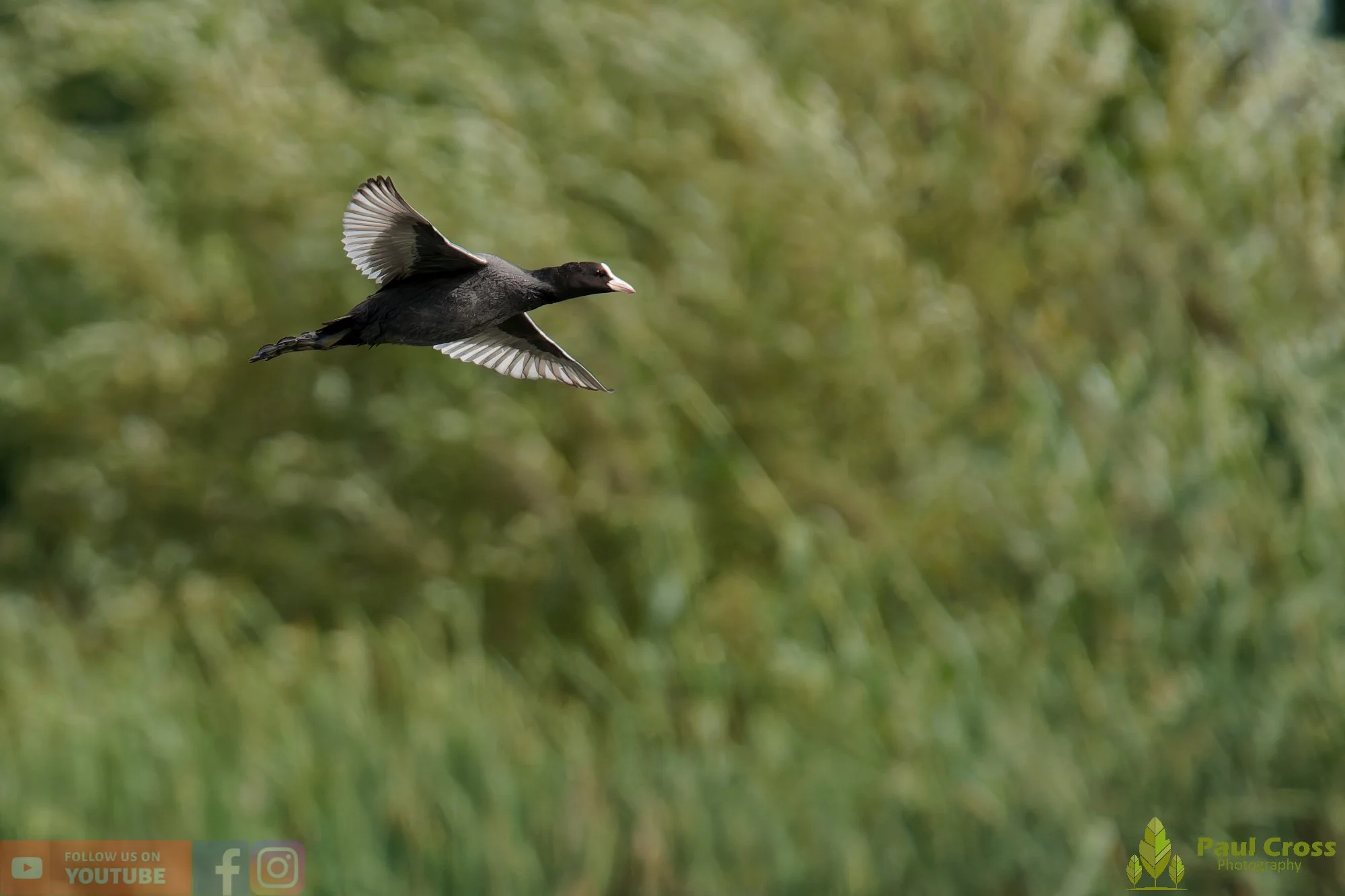 Coot-00664.jpg